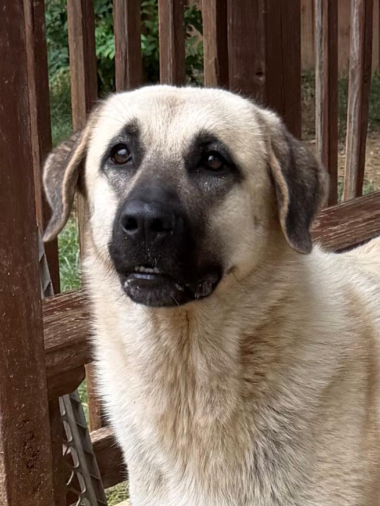 261221  Luna, Adoptable, Adult Female Anatolian Shepherd.
