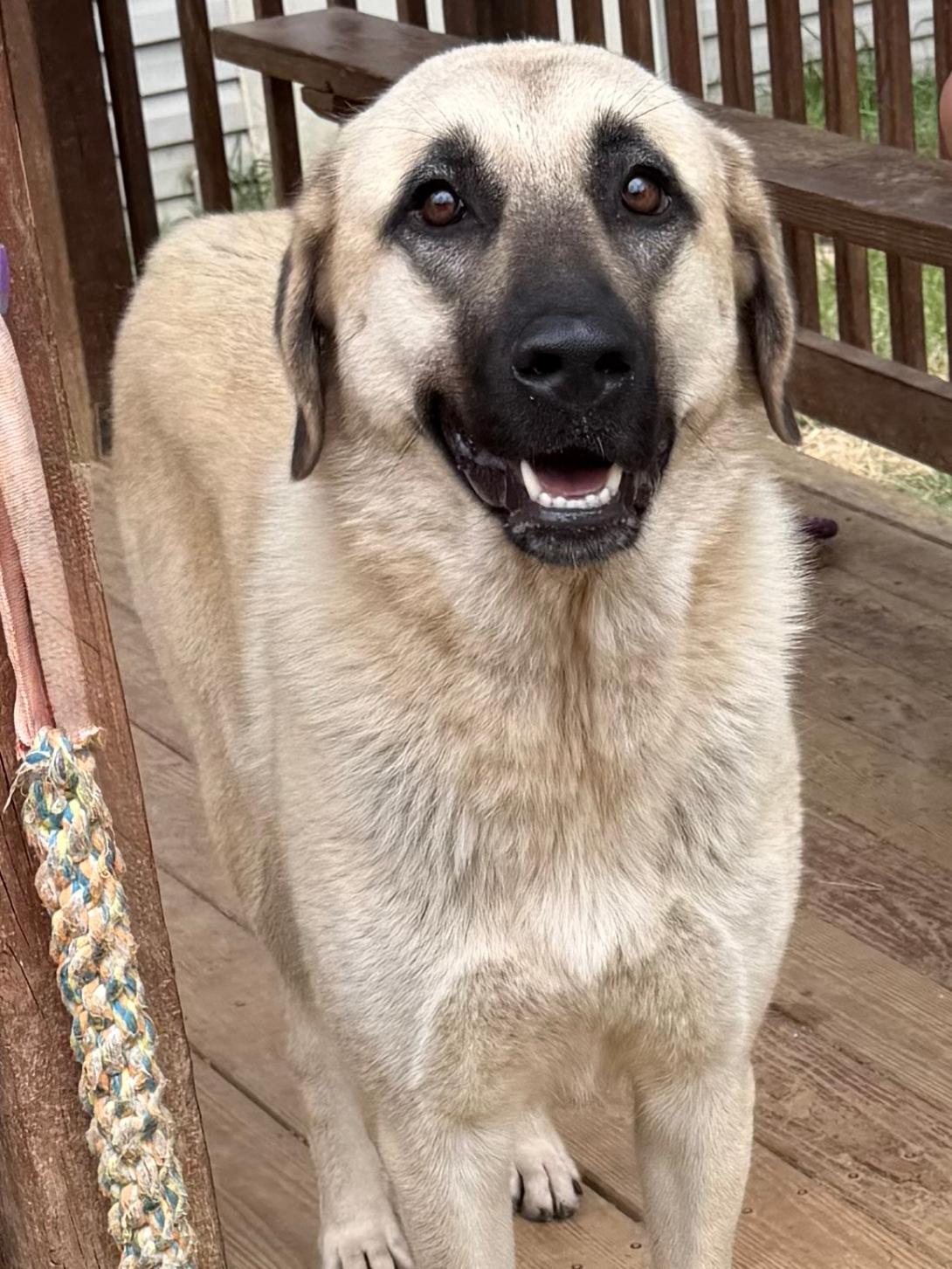 Enlarge 261221  Luna, a Adoptable Anatolian Shepherd in Wetumpka, AL image 2/3
