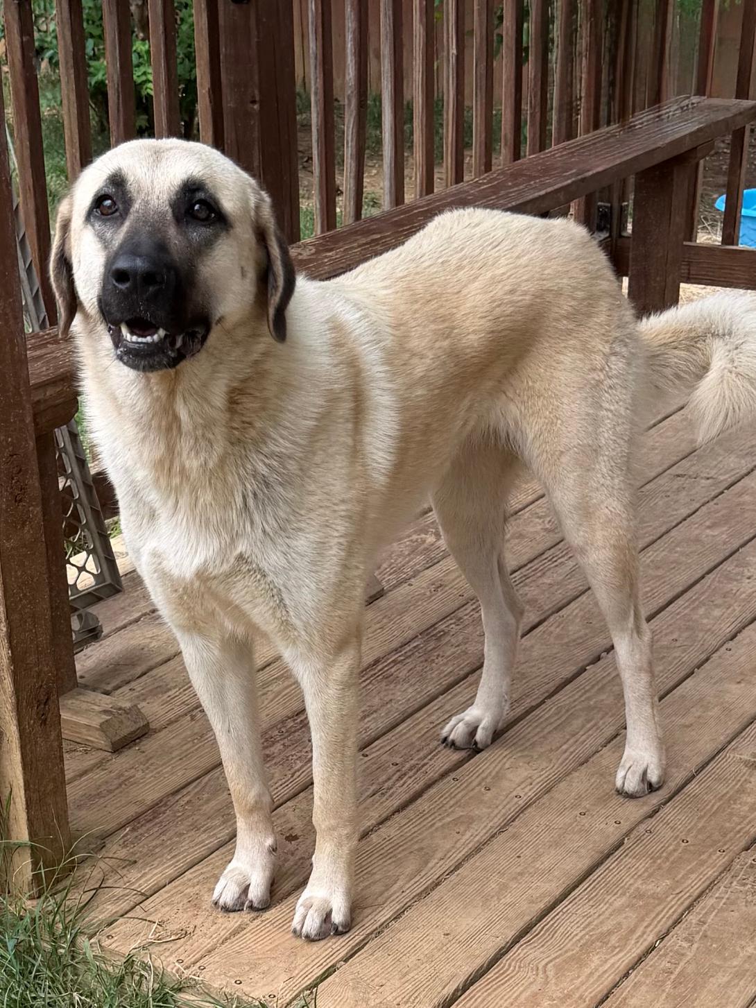 Enlarge 261221  Luna, a Adoptable Anatolian Shepherd in Wetumpka, AL image 3/3