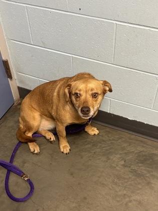 Enlarge Reba, a ADOPTABLE Mixed Breed in DeKalb, IL image 1/3