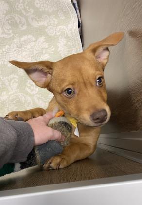Enlarge Reba, a ADOPTABLE Mixed Breed in DeKalb, IL image 3/3