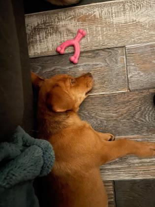 Enlarge Reba, a ADOPTABLE Mixed Breed in DeKalb, IL image 2/3