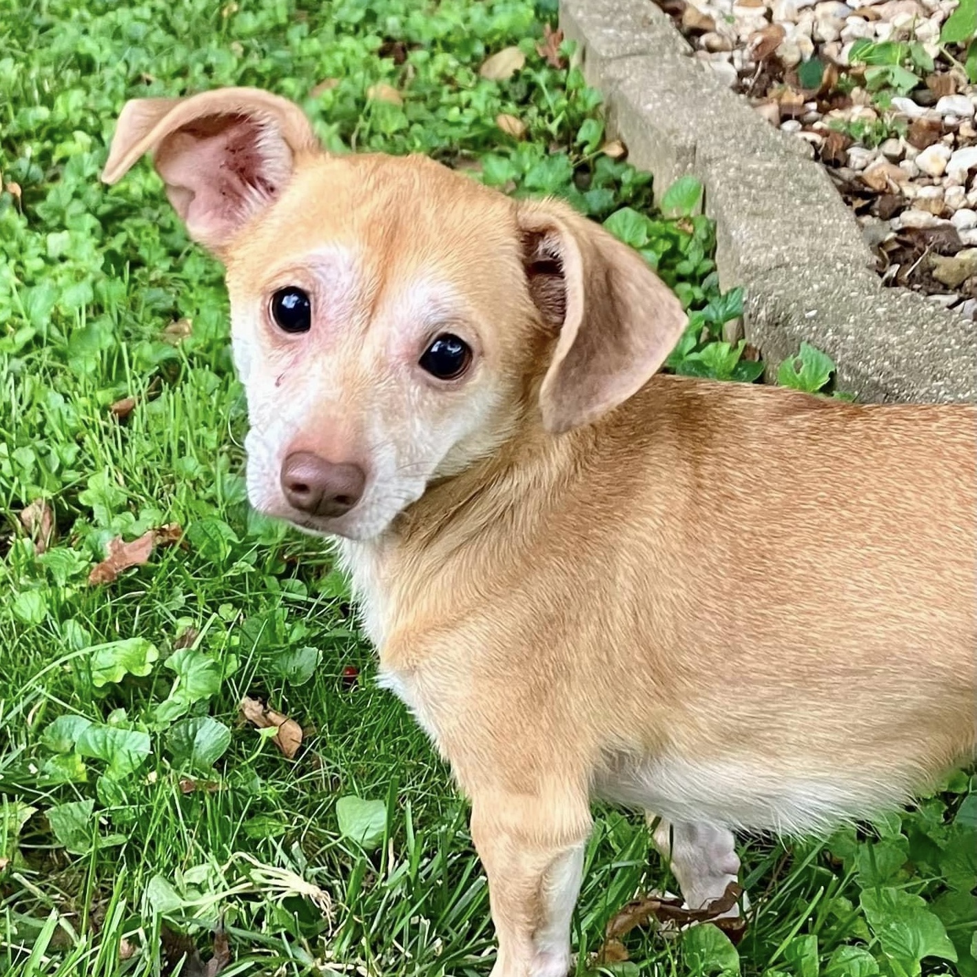 Nana Anna, Adult Female Chiweenie