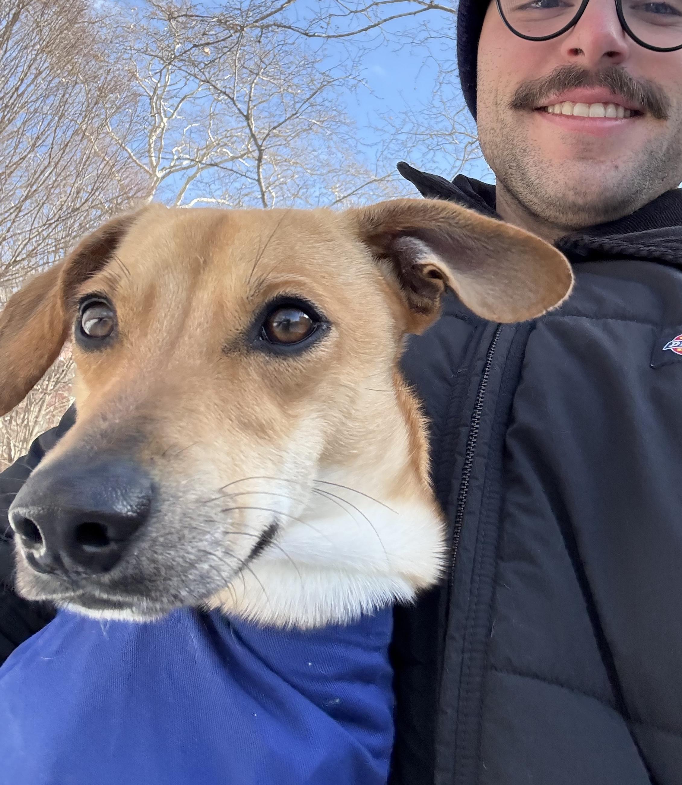 Enlarge Billy, a ADOPTABLE mixed breed in Brooklyn, NY image 2/4