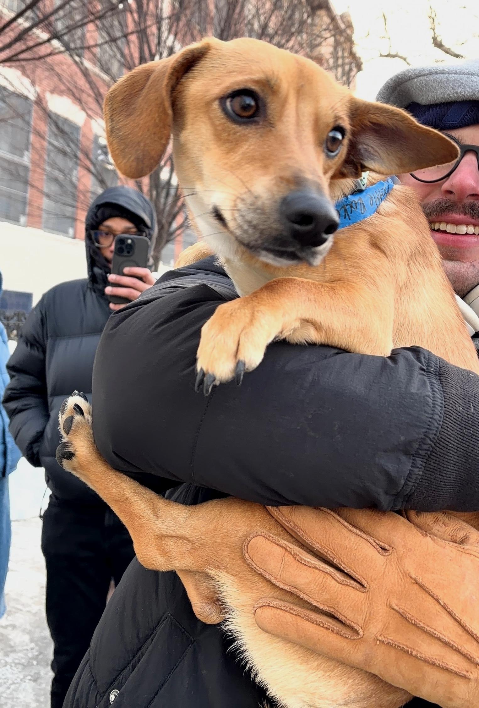 Enlarge Billy, a ADOPTABLE mixed breed in Brooklyn, NY image 4/4