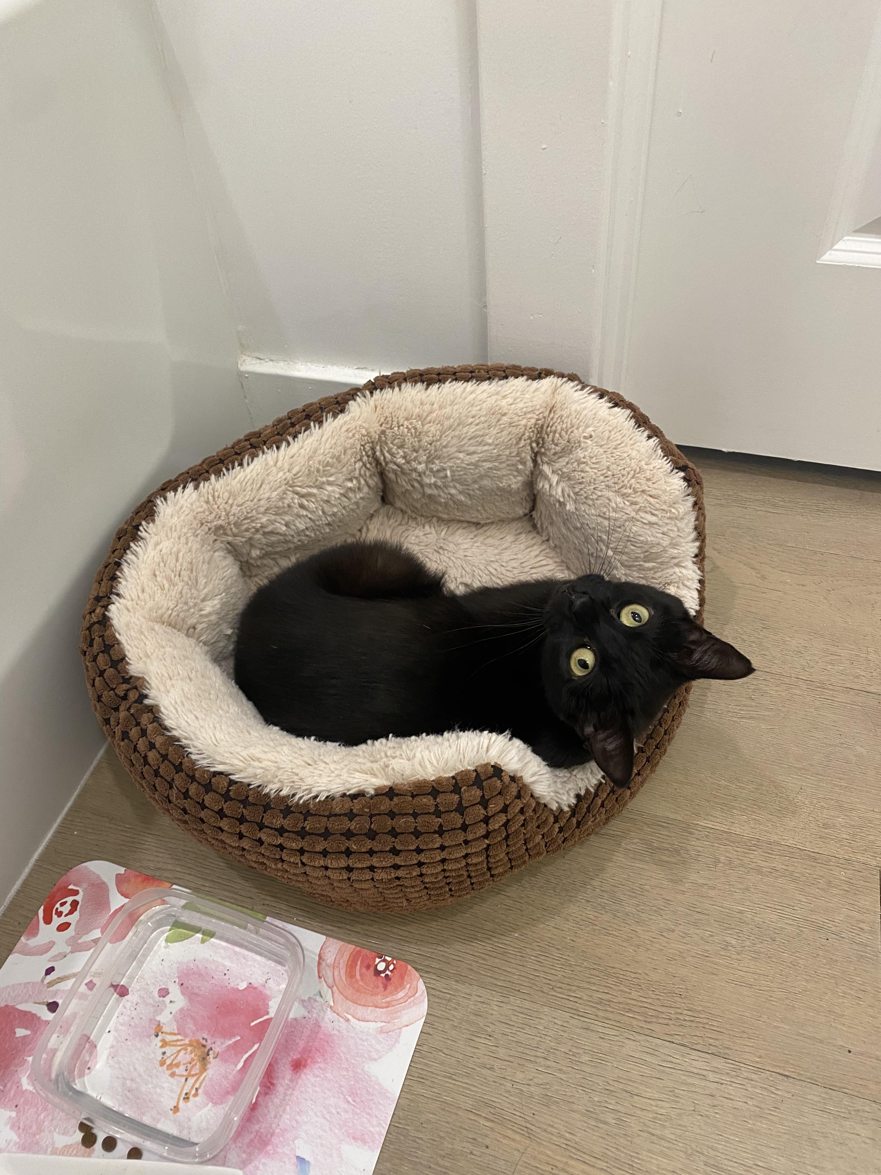 Elvira, a ADOPTABLE Domestic Short Hair in Richmond, VA image 6/6