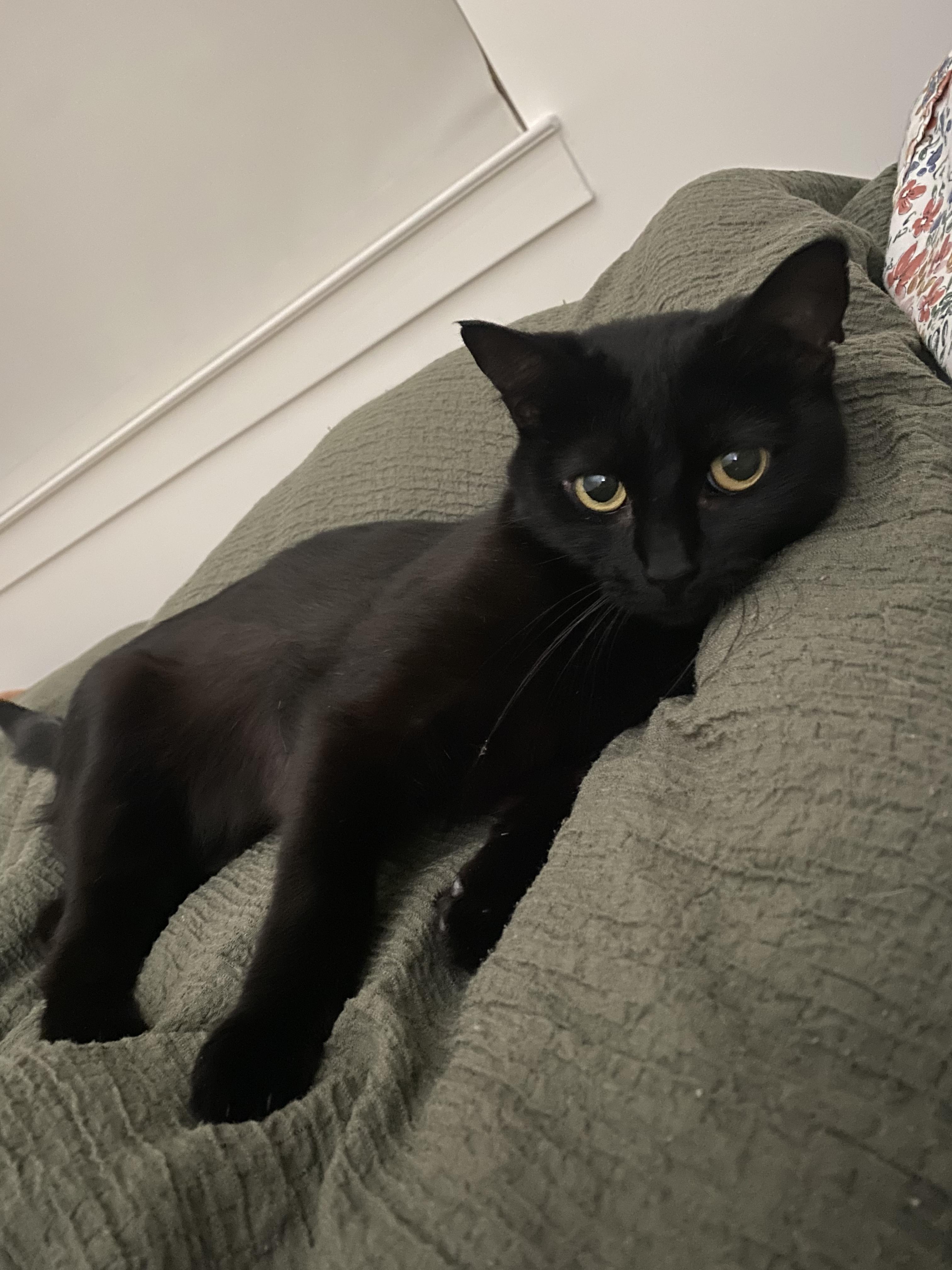 Elvira, a ADOPTABLE Domestic Short Hair in Richmond, VA image 4/6