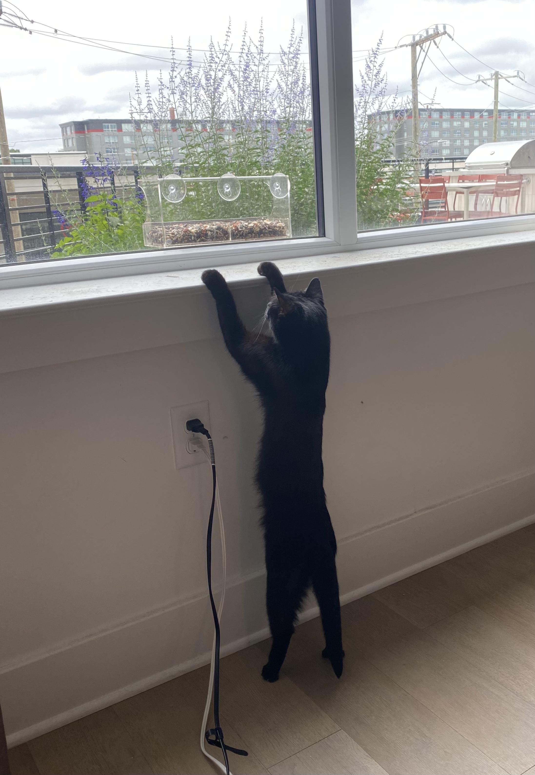 Elvira, a ADOPTABLE Domestic Short Hair in Richmond, VA image 3/6