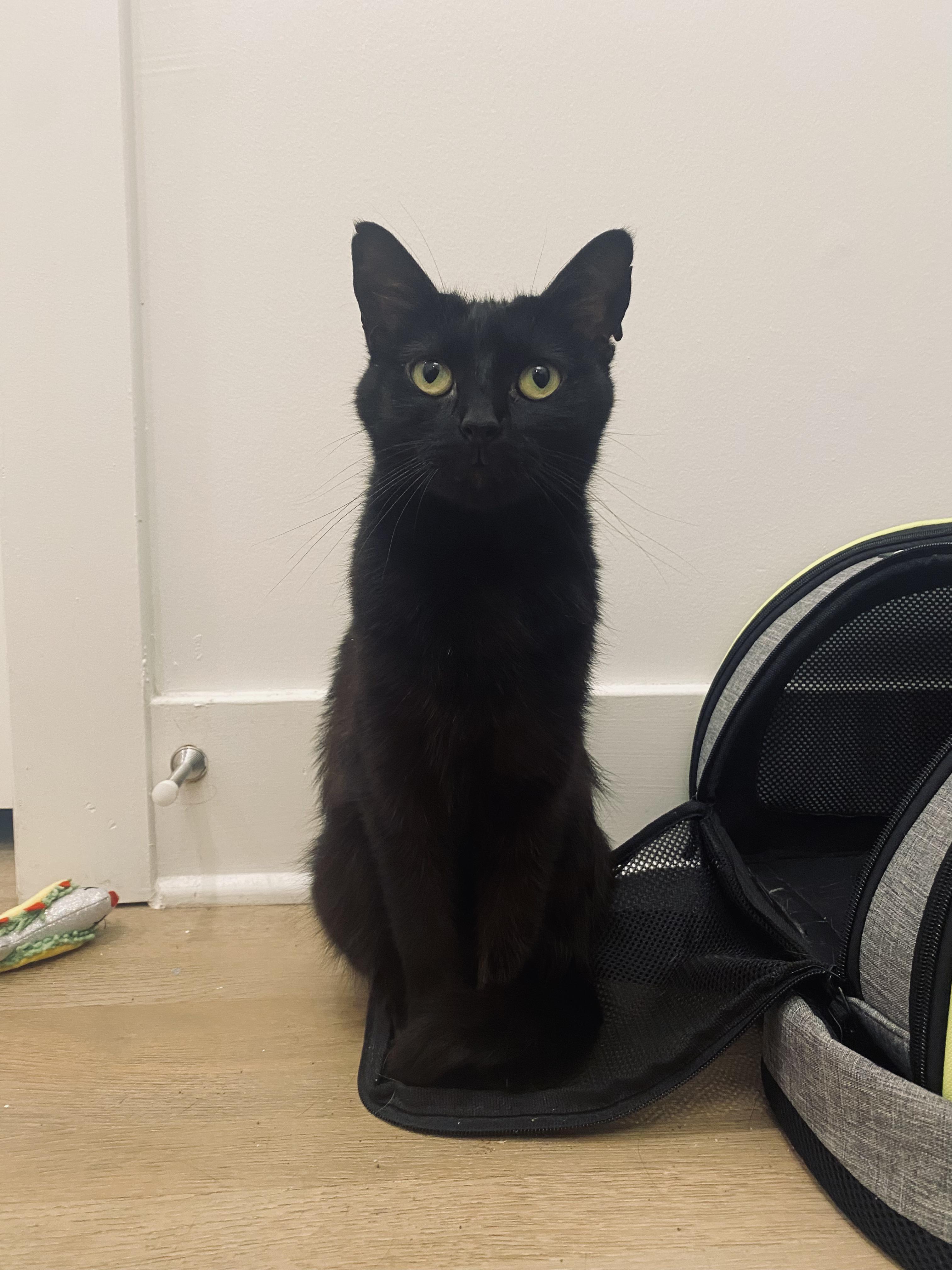 Elvira, a ADOPTABLE Domestic Short Hair in Richmond, VA image 5/6