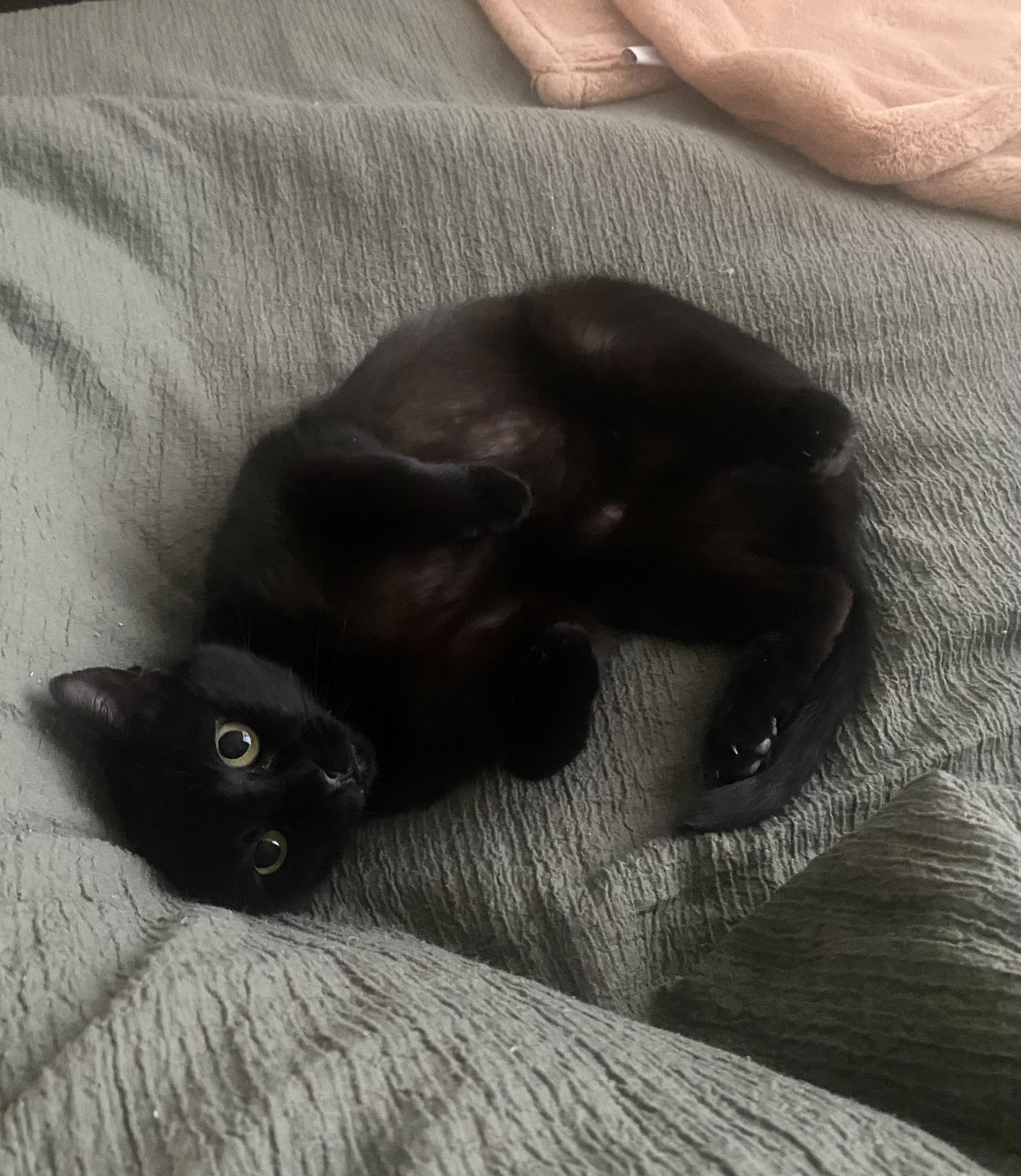 Elvira, a ADOPTABLE Domestic Short Hair in Richmond, VA image 1/6
