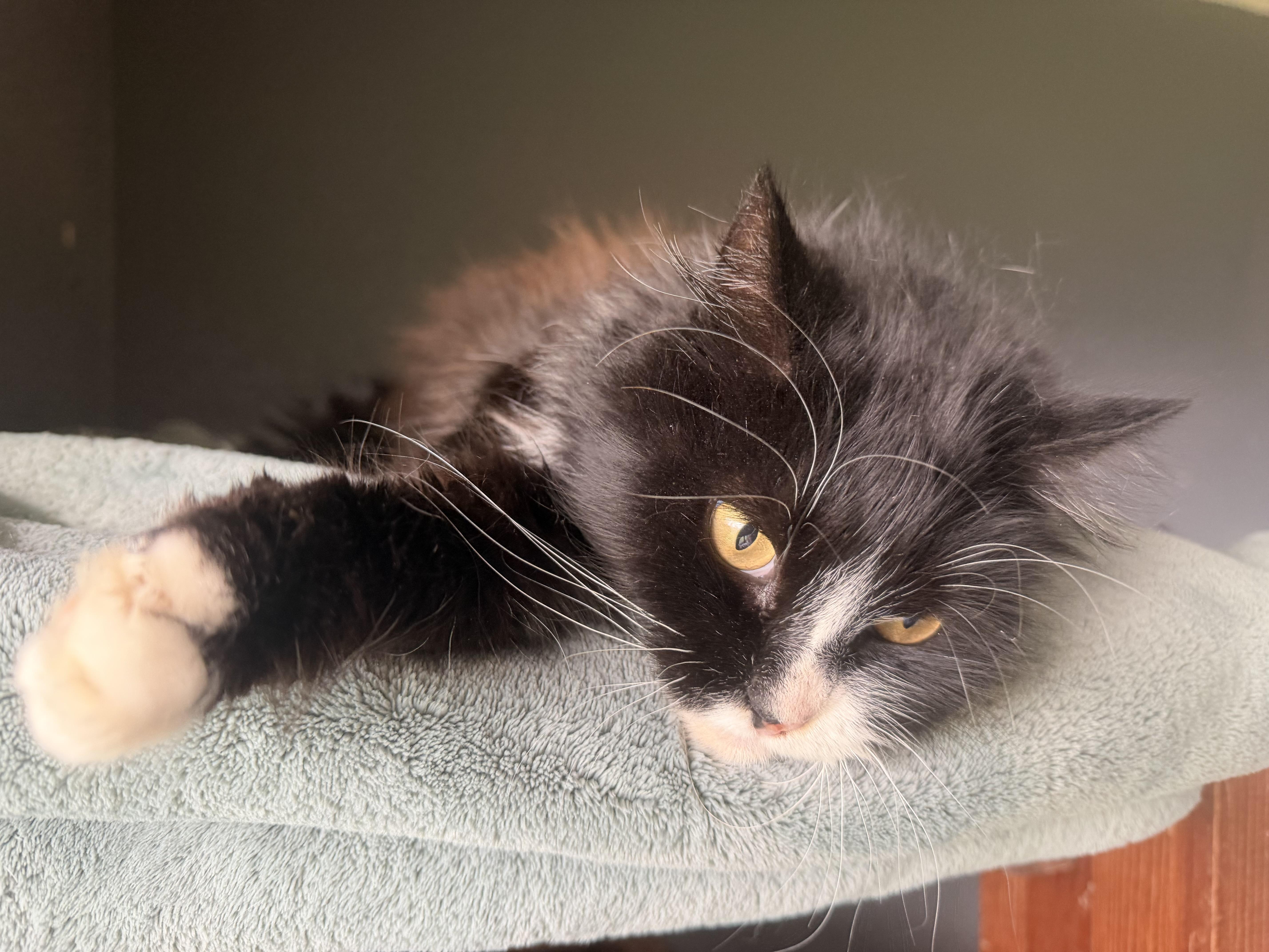 Enlarge Reese, a ADOPTABLE Domestic Long Hair in Rio Linda, CA image 3/5