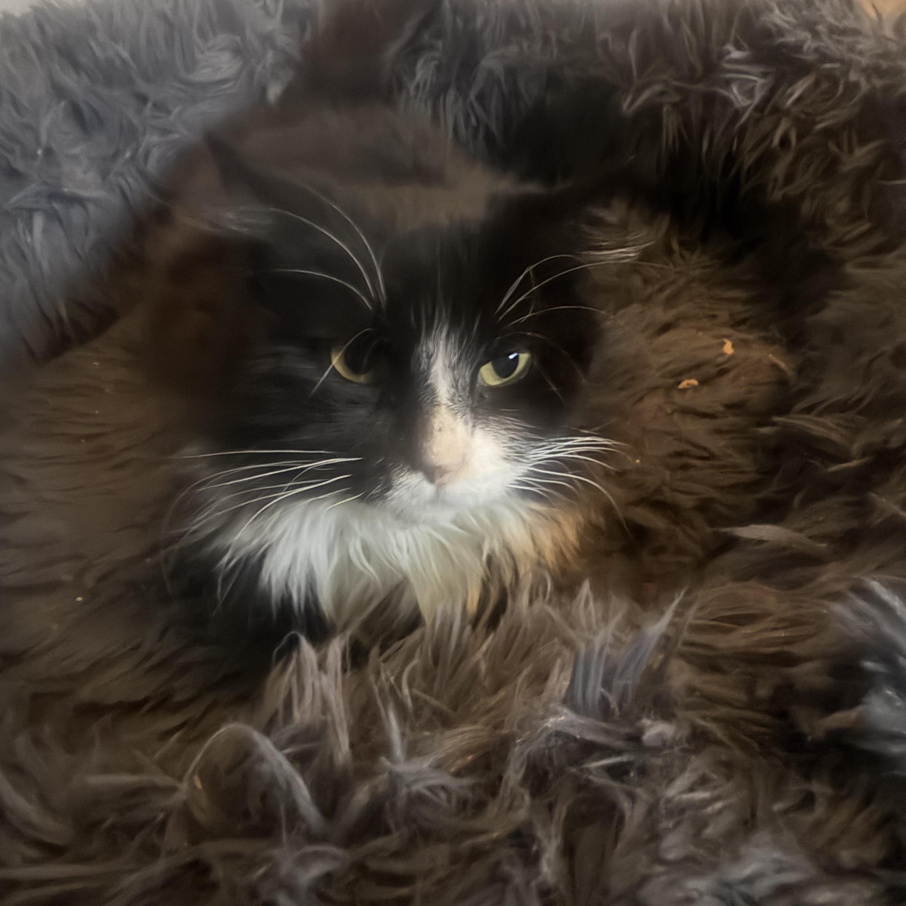 Enlarge Reese, a ADOPTABLE Domestic Long Hair in Rio Linda, CA image 5/5