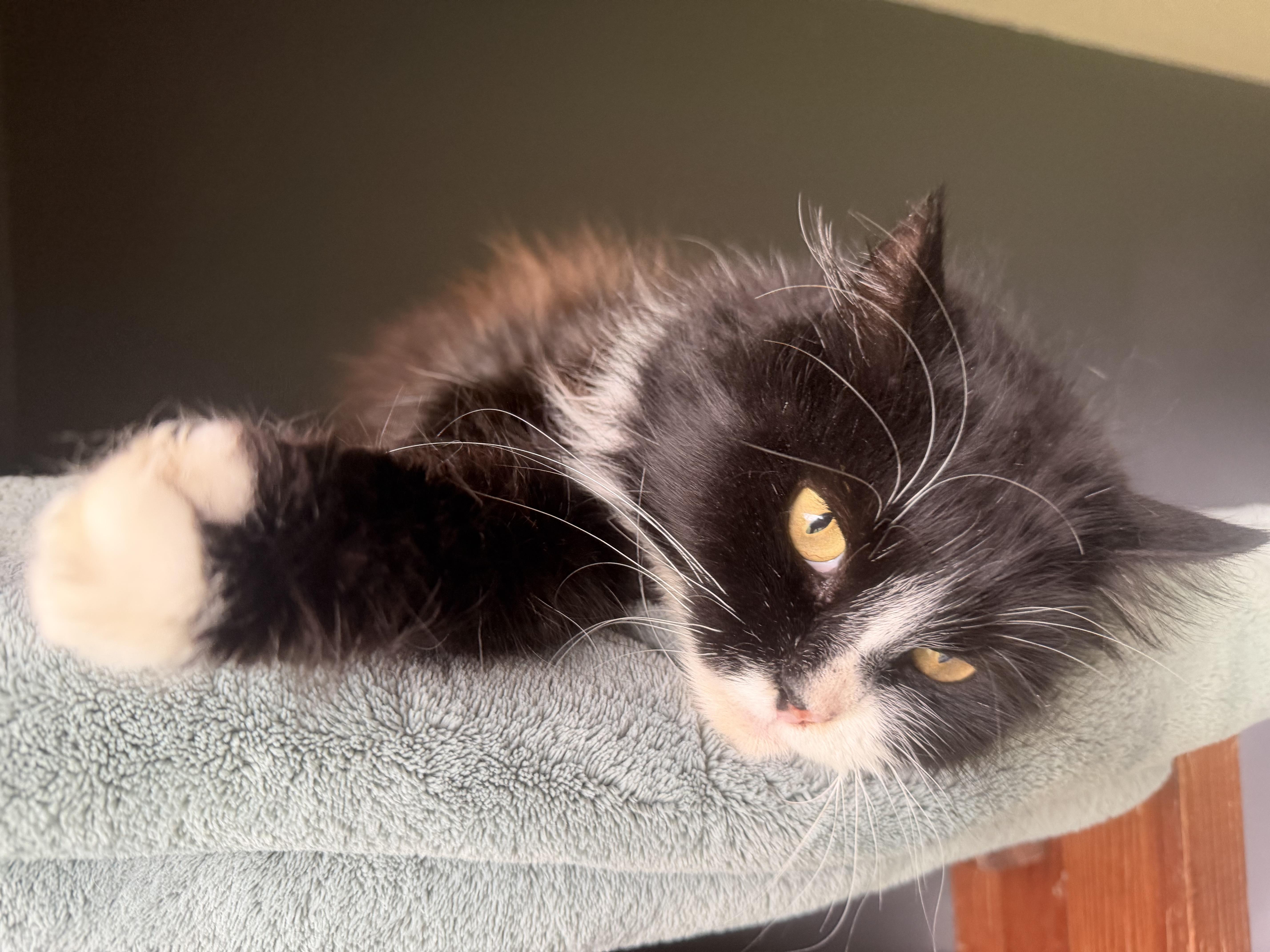 Enlarge Reese, a ADOPTABLE Domestic Long Hair in Rio Linda, CA image 4/5