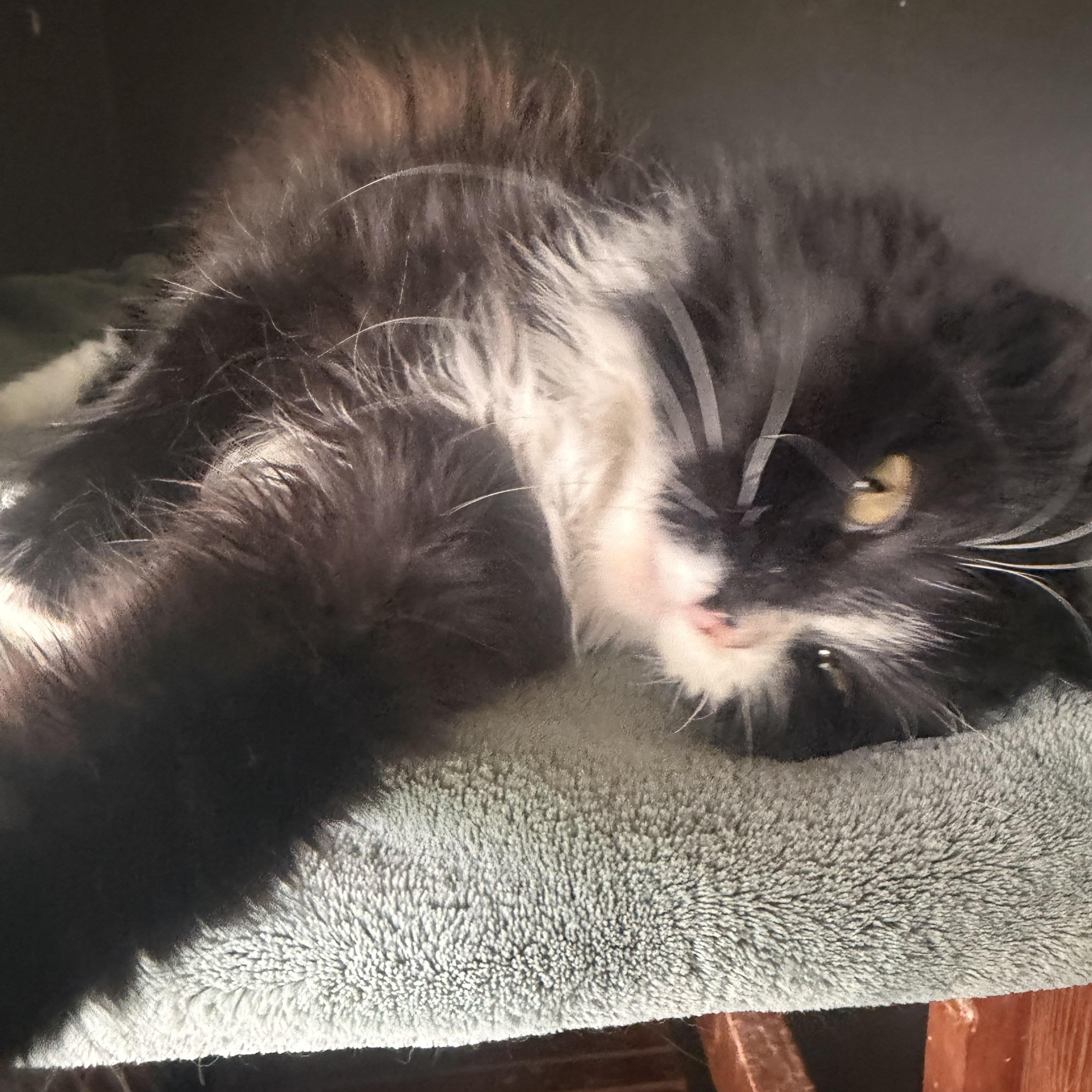 Enlarge Reese, a ADOPTABLE Domestic Long Hair in Rio Linda, CA image 2/5