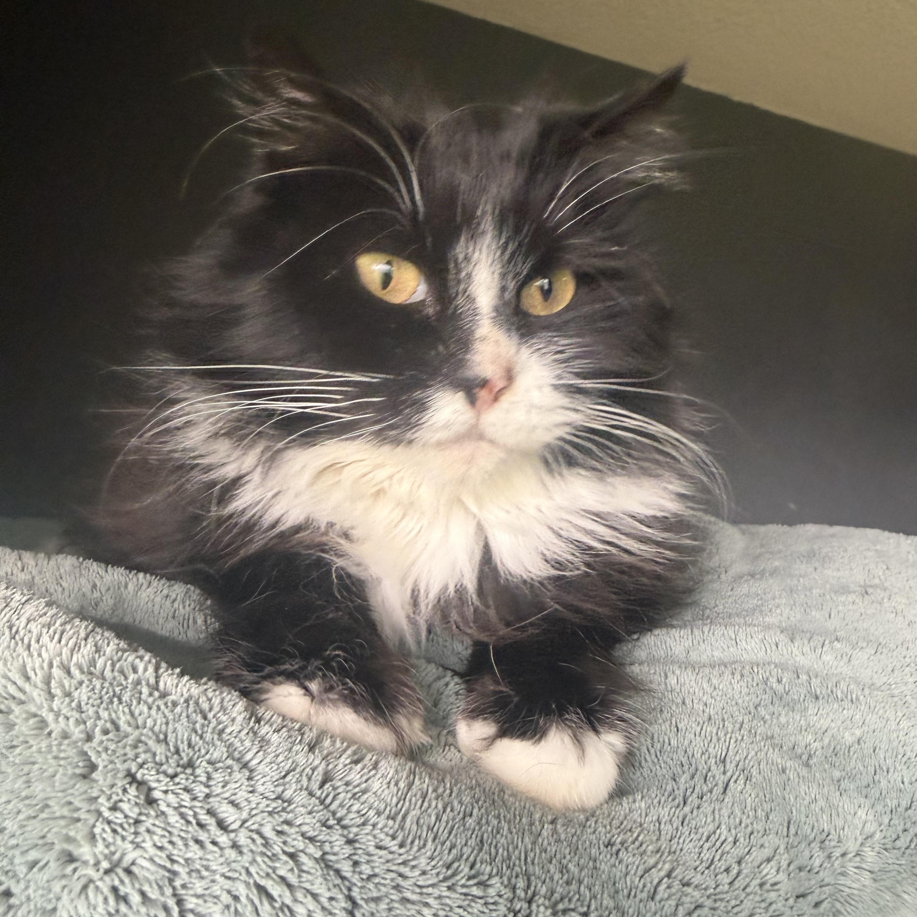 Enlarge Reese, a ADOPTABLE Domestic Long Hair in Rio Linda, CA image 1/5