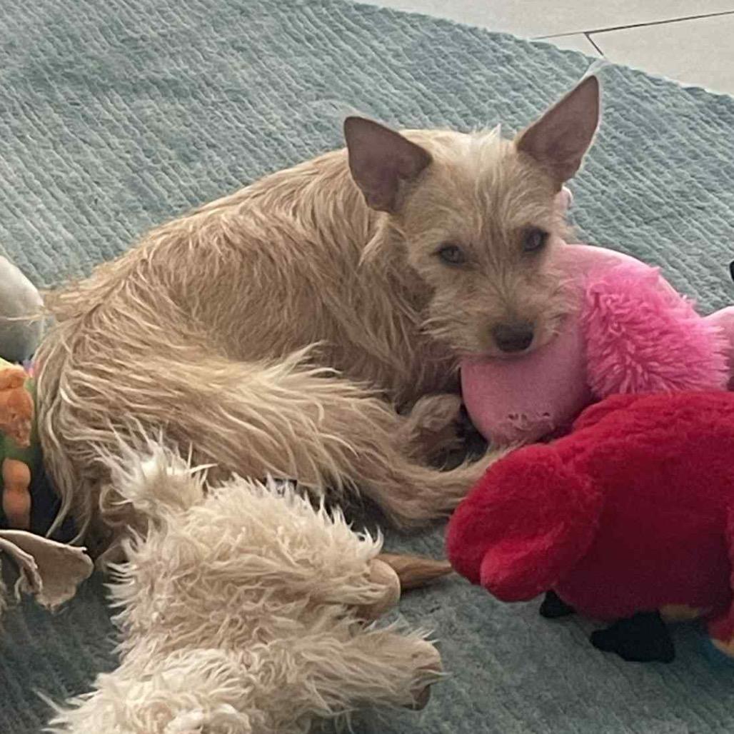 Archibaldo, Adoptable, Young Male Terrier.