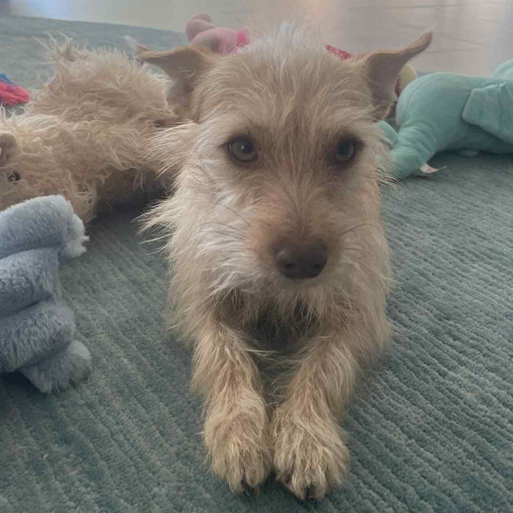 Archibaldo, a Adoptable mixed breed in Las Vegas, NV image 2/5