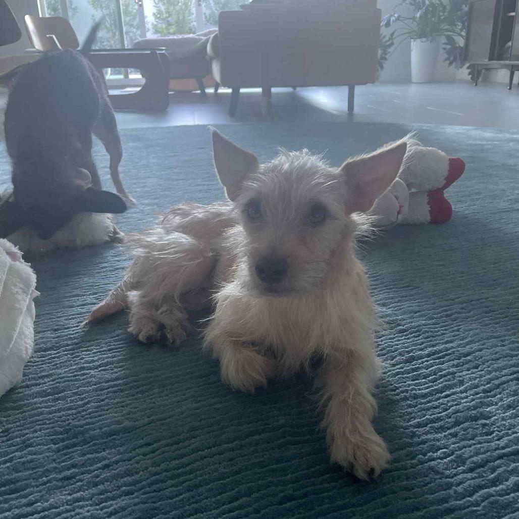 Archibaldo, a Adoptable mixed breed in Las Vegas, NV image 3/5