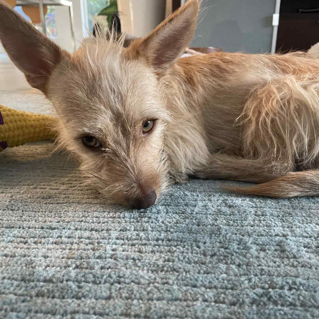 Archibaldo, a Adoptable mixed breed in Las Vegas, NV image 4/5