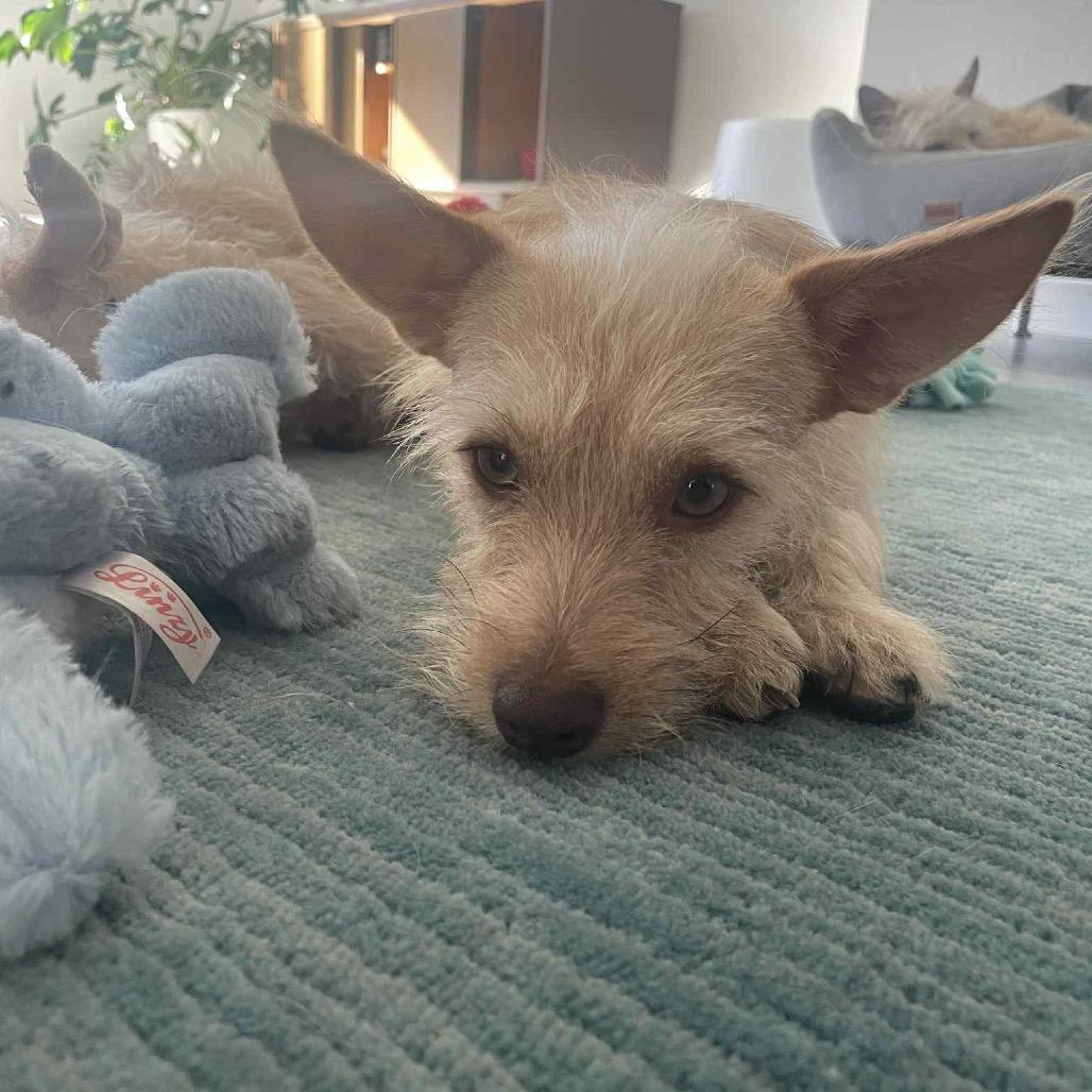 Archibaldo, a Adoptable mixed breed in Las Vegas, NV image 5/5