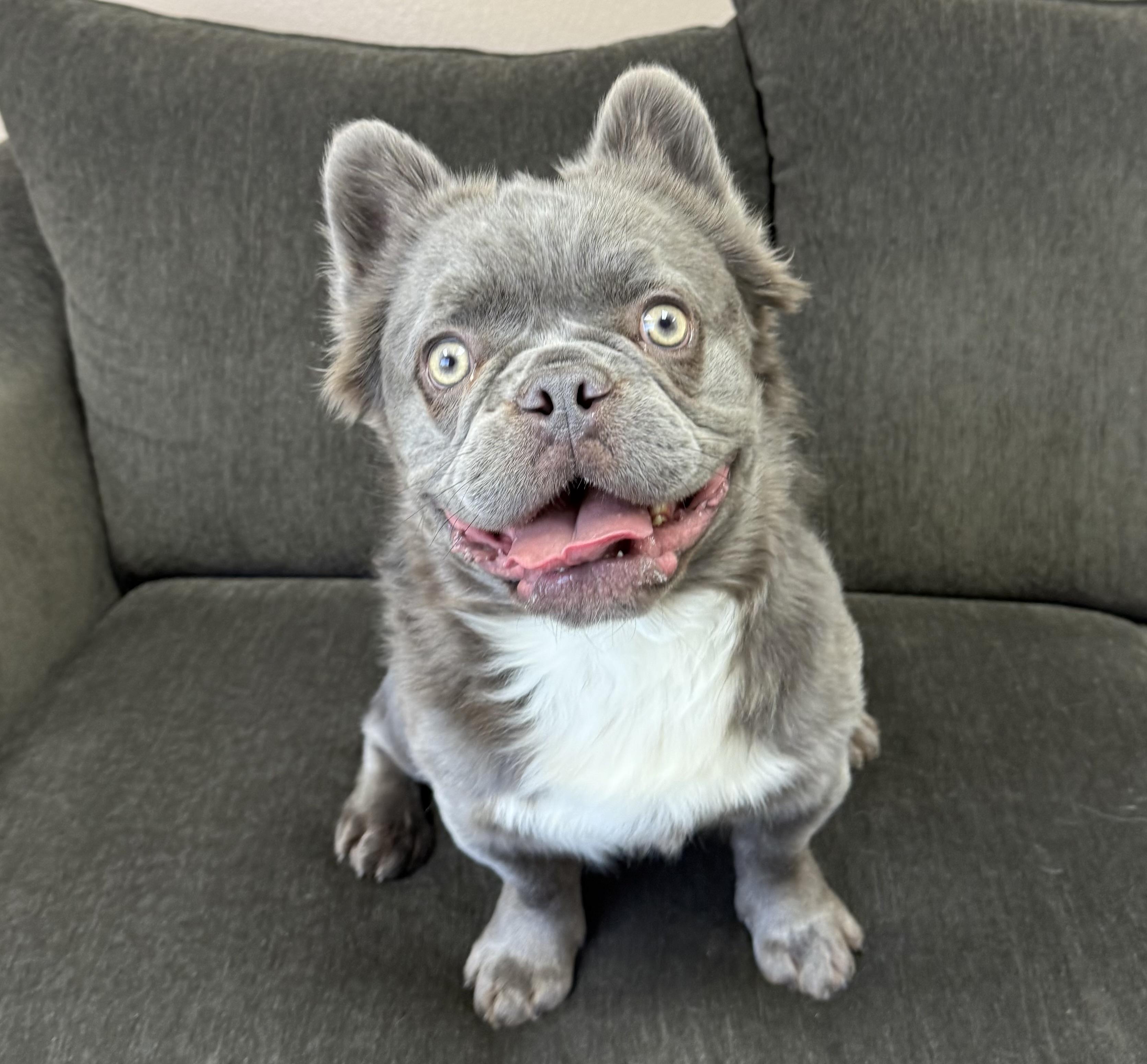 Willy, Adoptable, Young Male French Bulldog.