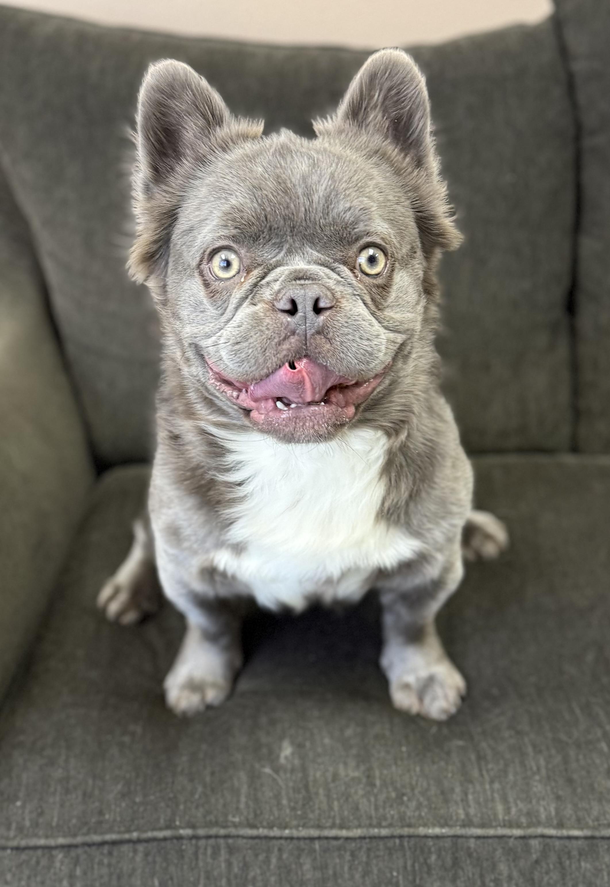 Enlarge Willy, a Adoptable French Bulldog in Las Vegas, NV image 2/3