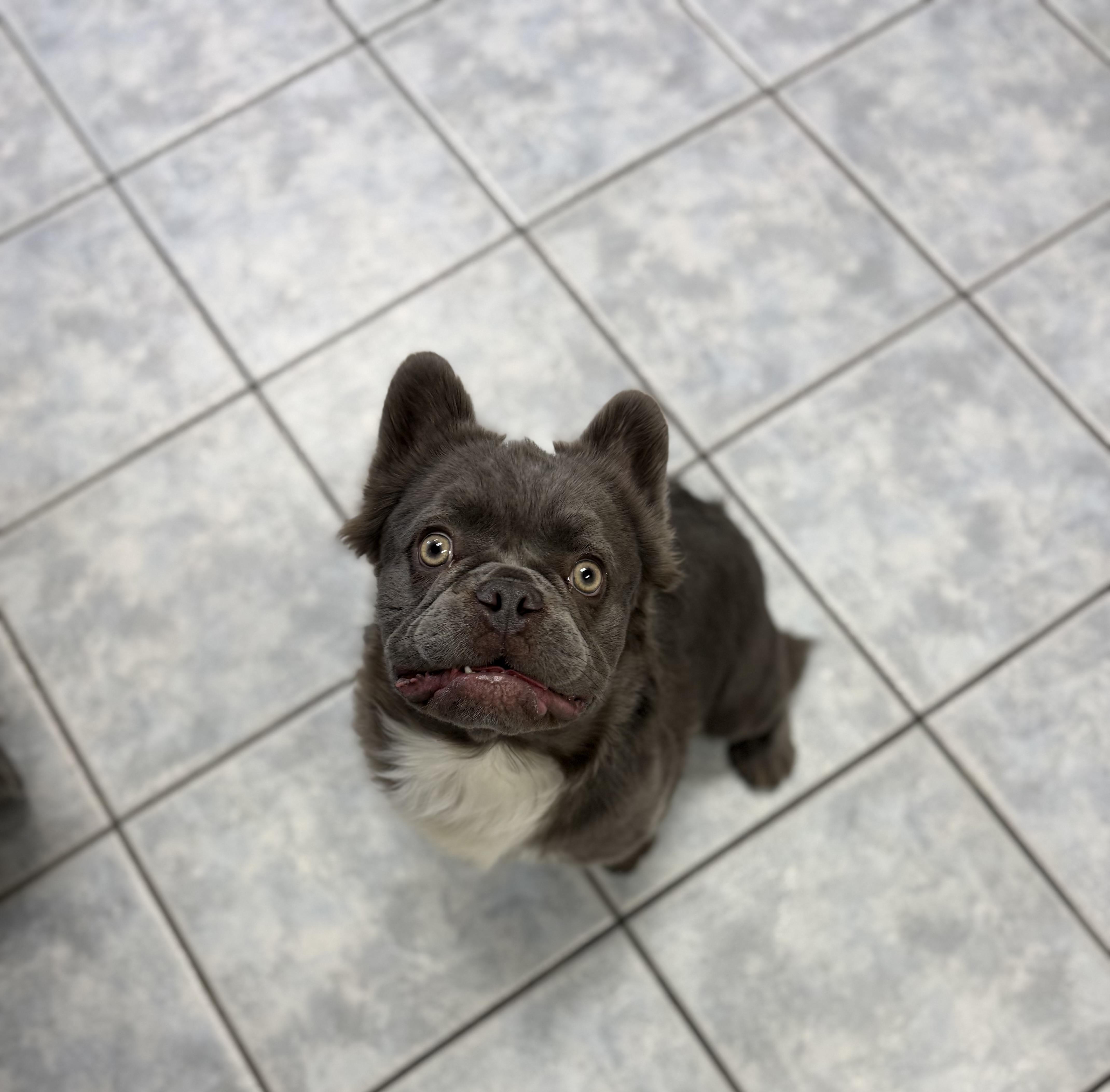 Enlarge Willy, a Adoptable French Bulldog in Las Vegas, NV image 3/3