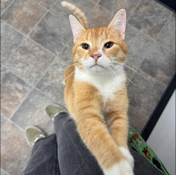 Enlarge Fish, a ADOPTABLE mixed breed in Dubuque, IA image 1/5