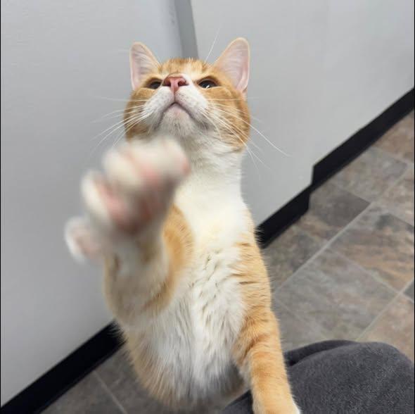 Enlarge Fish, a ADOPTABLE mixed breed in Dubuque, IA image 3/5