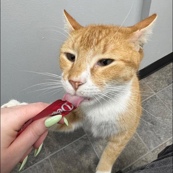 Enlarge Fish, a ADOPTABLE mixed breed in Dubuque, IA image 5/5