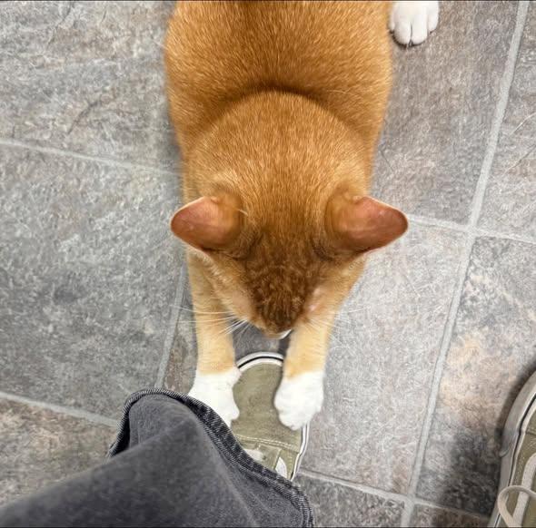 Enlarge Fish, a ADOPTABLE mixed breed in Dubuque, IA image 4/5