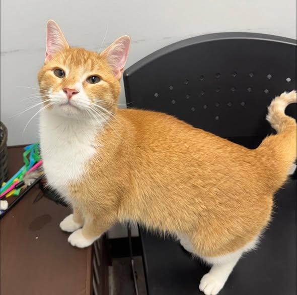 Enlarge Fish, a ADOPTABLE mixed breed in Dubuque, IA image 2/5