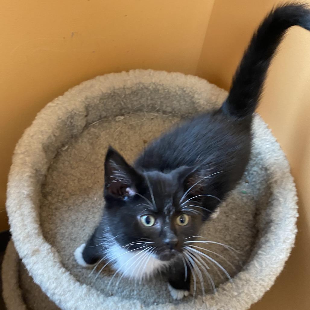 Leona, Adoptable, Kitten Female Domestic Medium Hair.