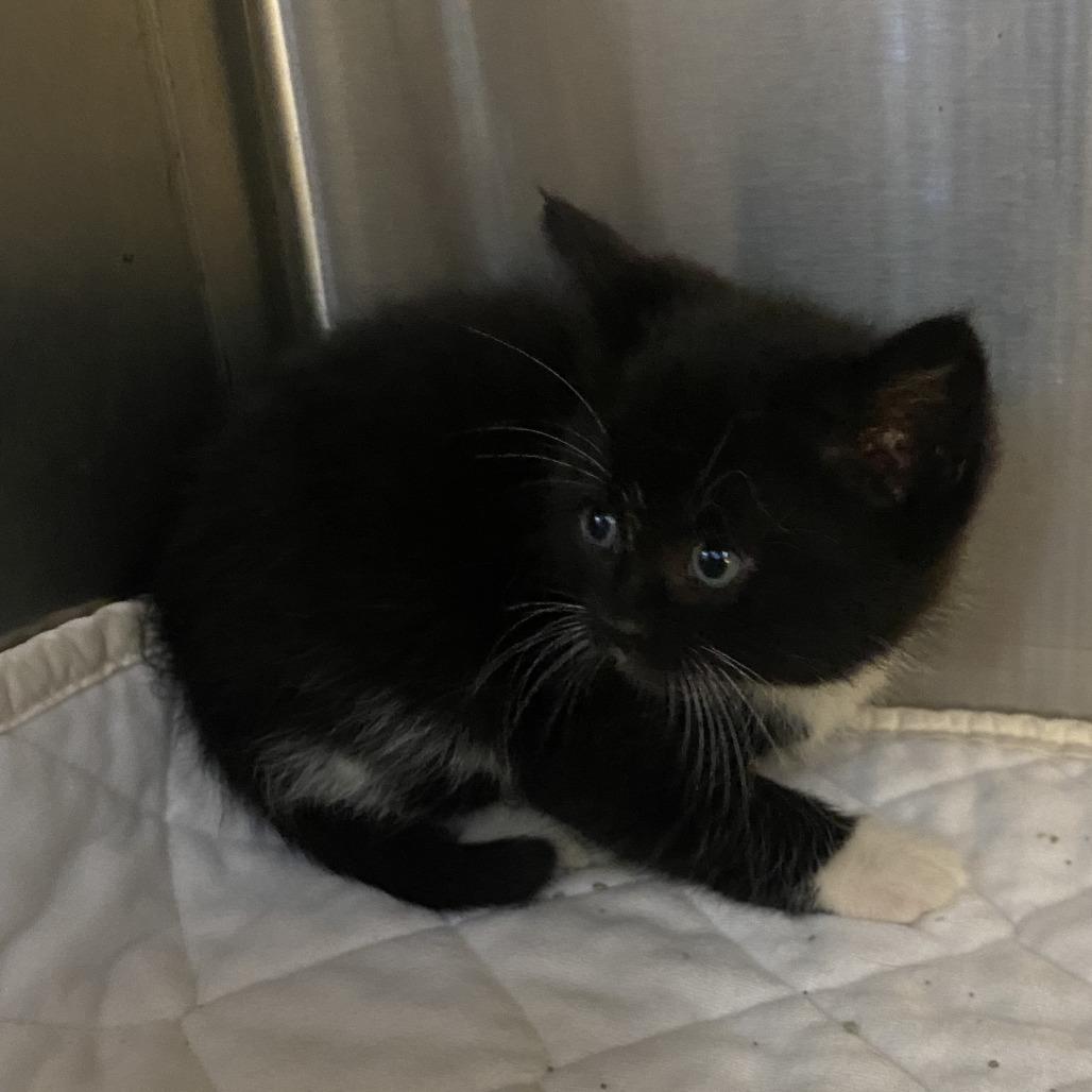 Enlarge Leona, a Adoptable Domestic Medium Hair in Wadena, MN image 1/4