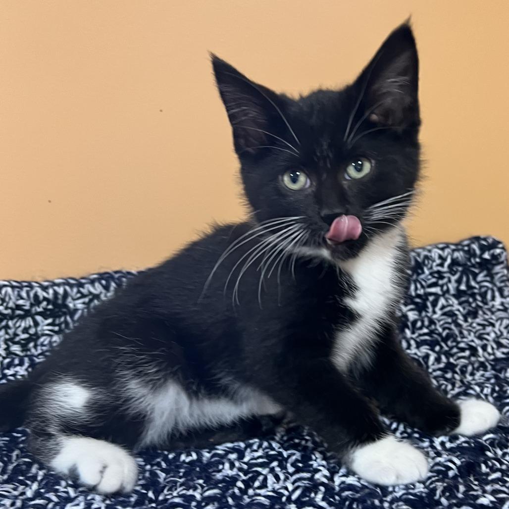 Enlarge Leona, a Adoptable Domestic Medium Hair in Wadena, MN image 2/4