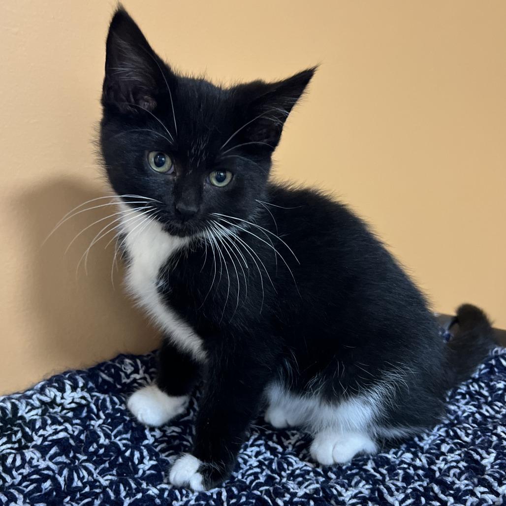 Enlarge Leona, a Adoptable Domestic Medium Hair in Wadena, MN image 4/4