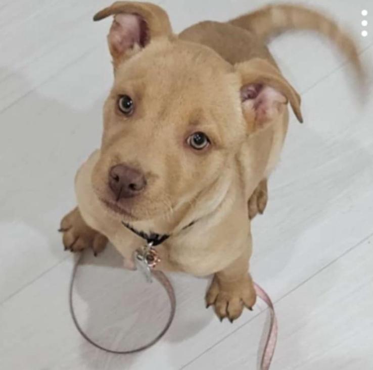 Enlarge Squirt, a Adoptable Mixed Breed in Stuart, FL image 1/6