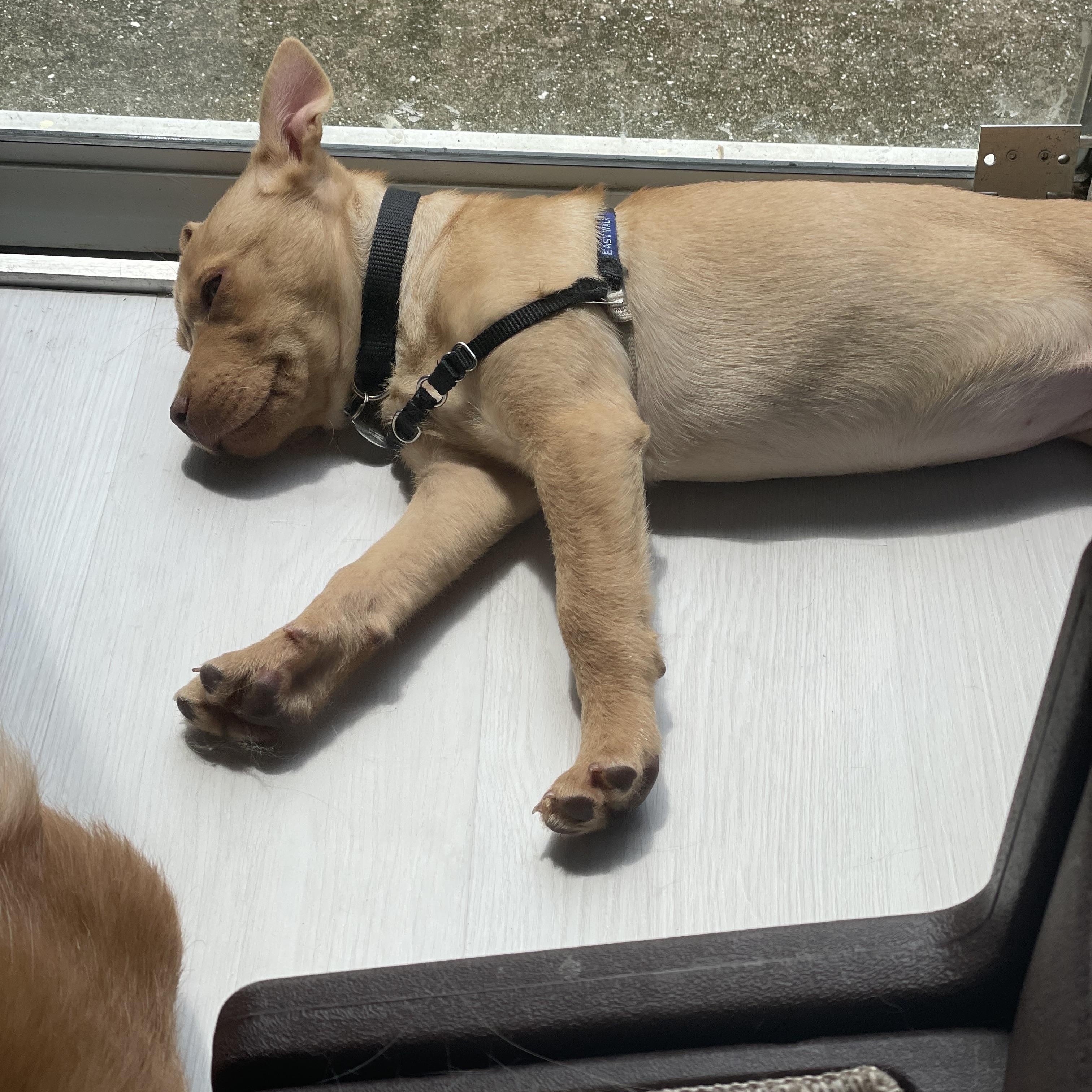 Enlarge Squirt, a Adoptable Mixed Breed in Stuart, FL image 5/6