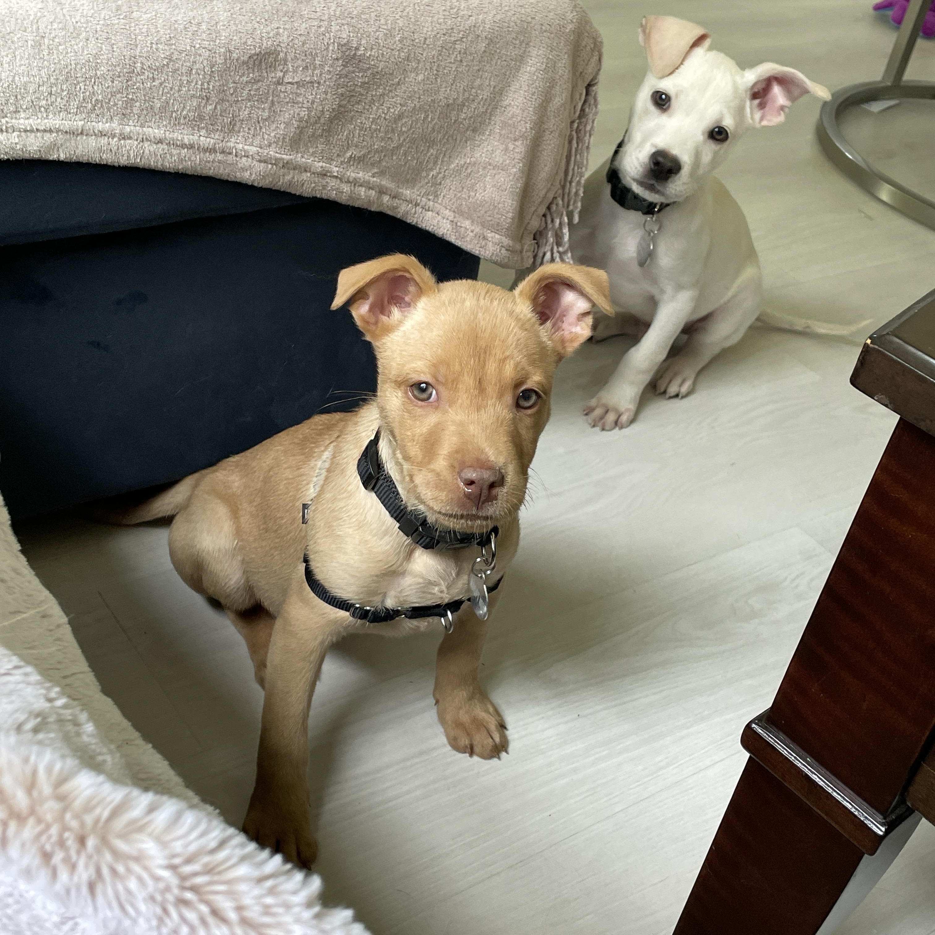 Enlarge Squirt, a Adoptable Mixed Breed in Stuart, FL image 4/6