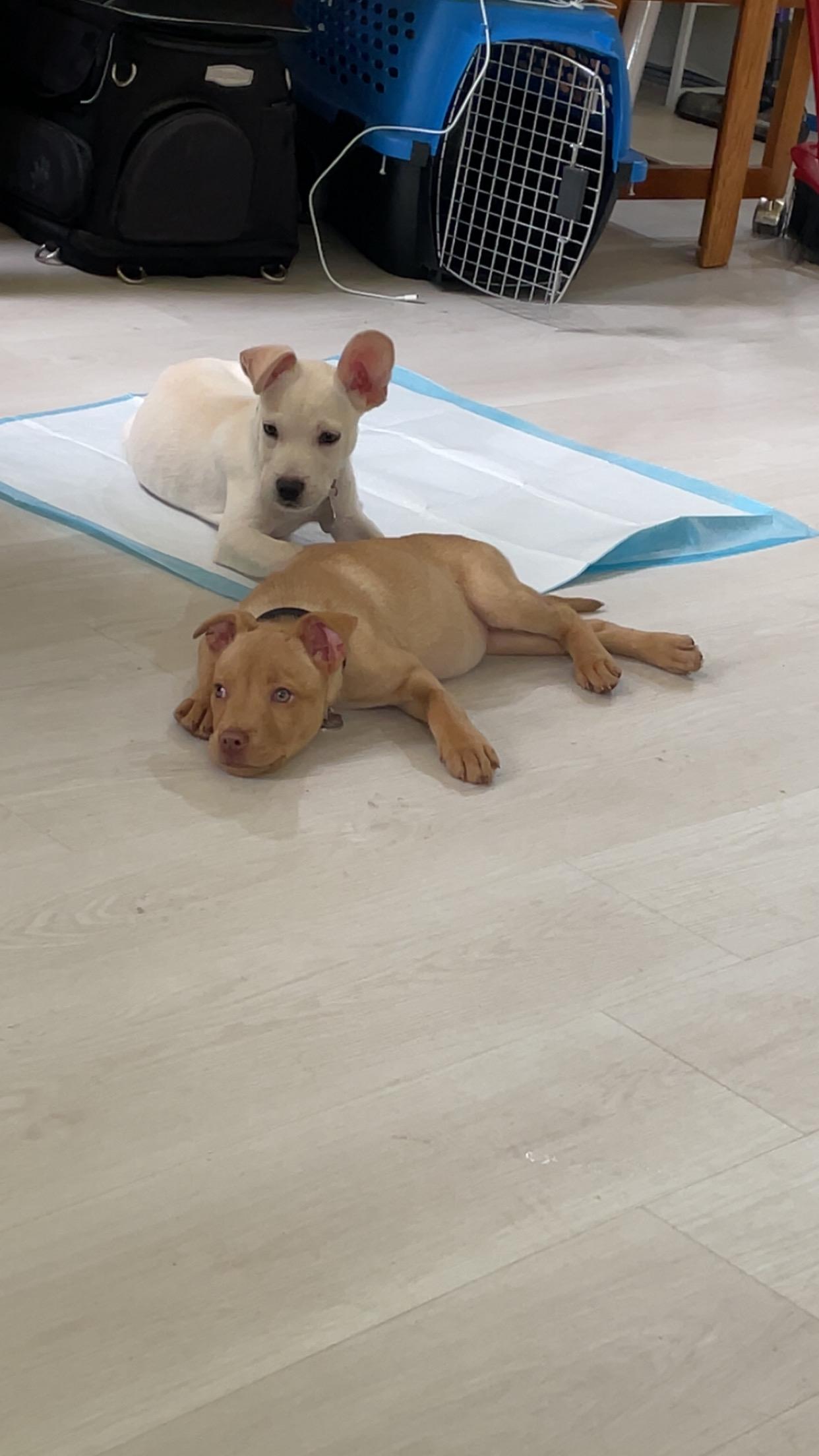 Enlarge Squirt, a Adoptable Mixed Breed in Stuart, FL image 3/6