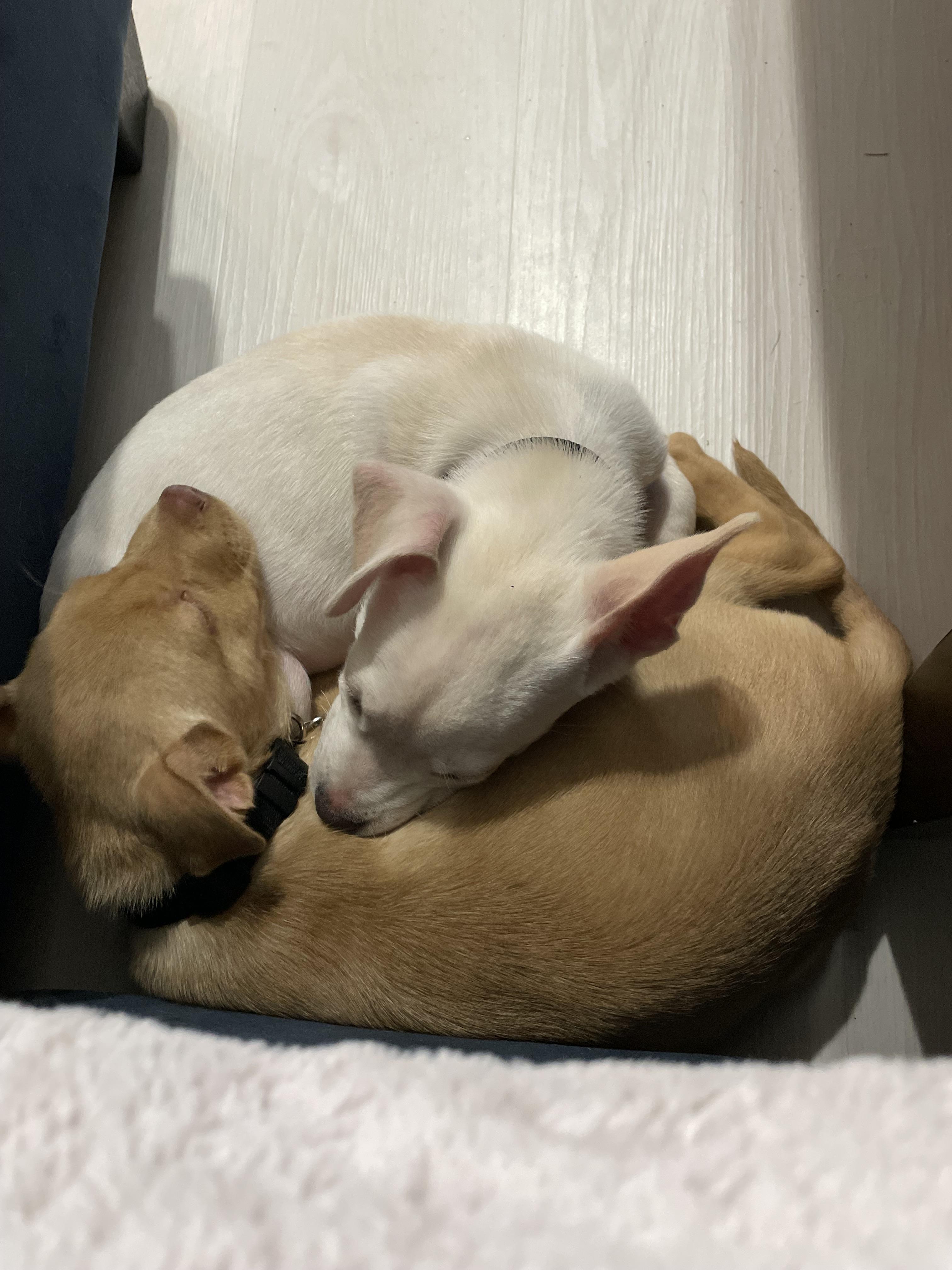 Enlarge Squirt, a Adoptable Mixed Breed in Stuart, FL image 6/6