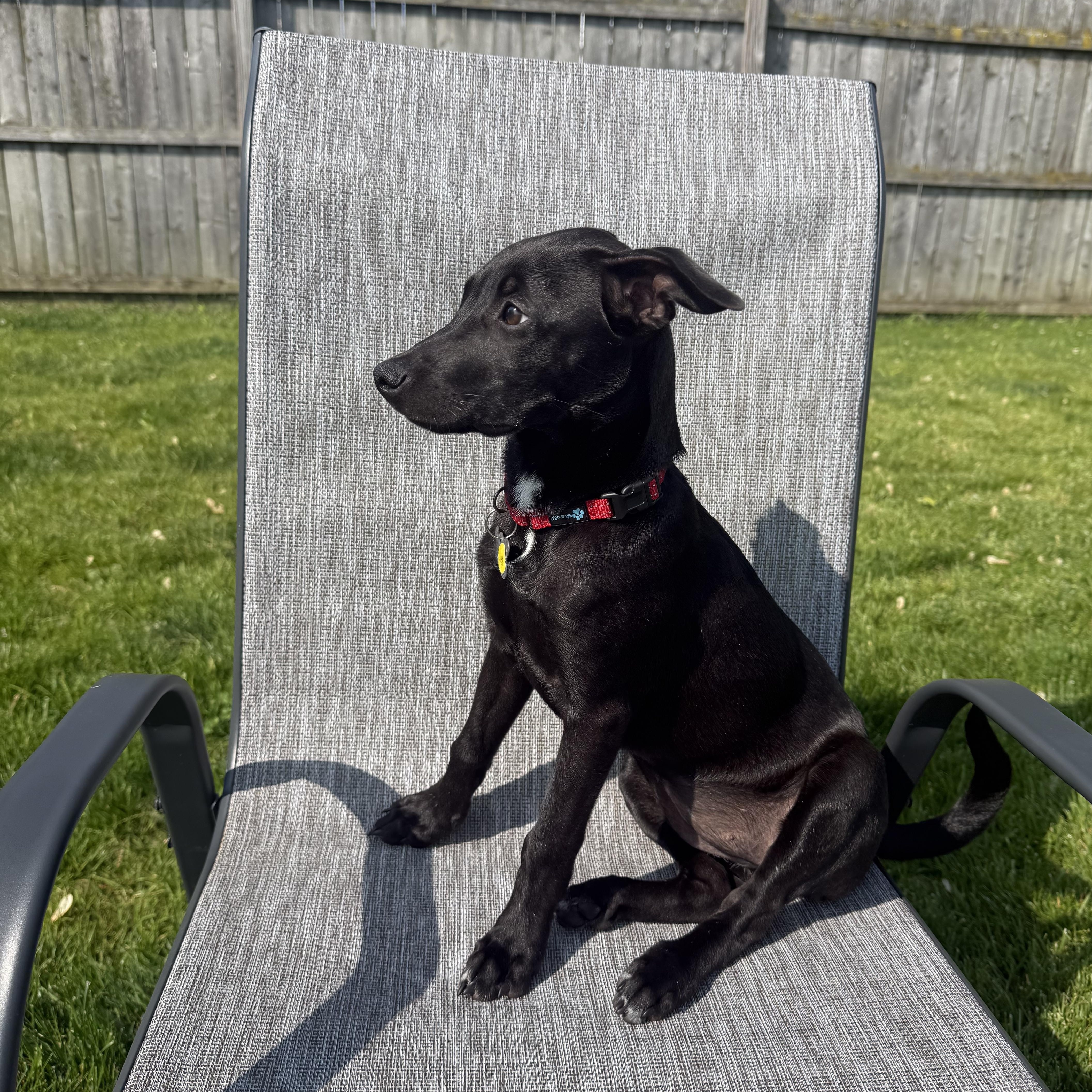 Nyx, an adoptable mixed breed in Albany, NY image 4/6