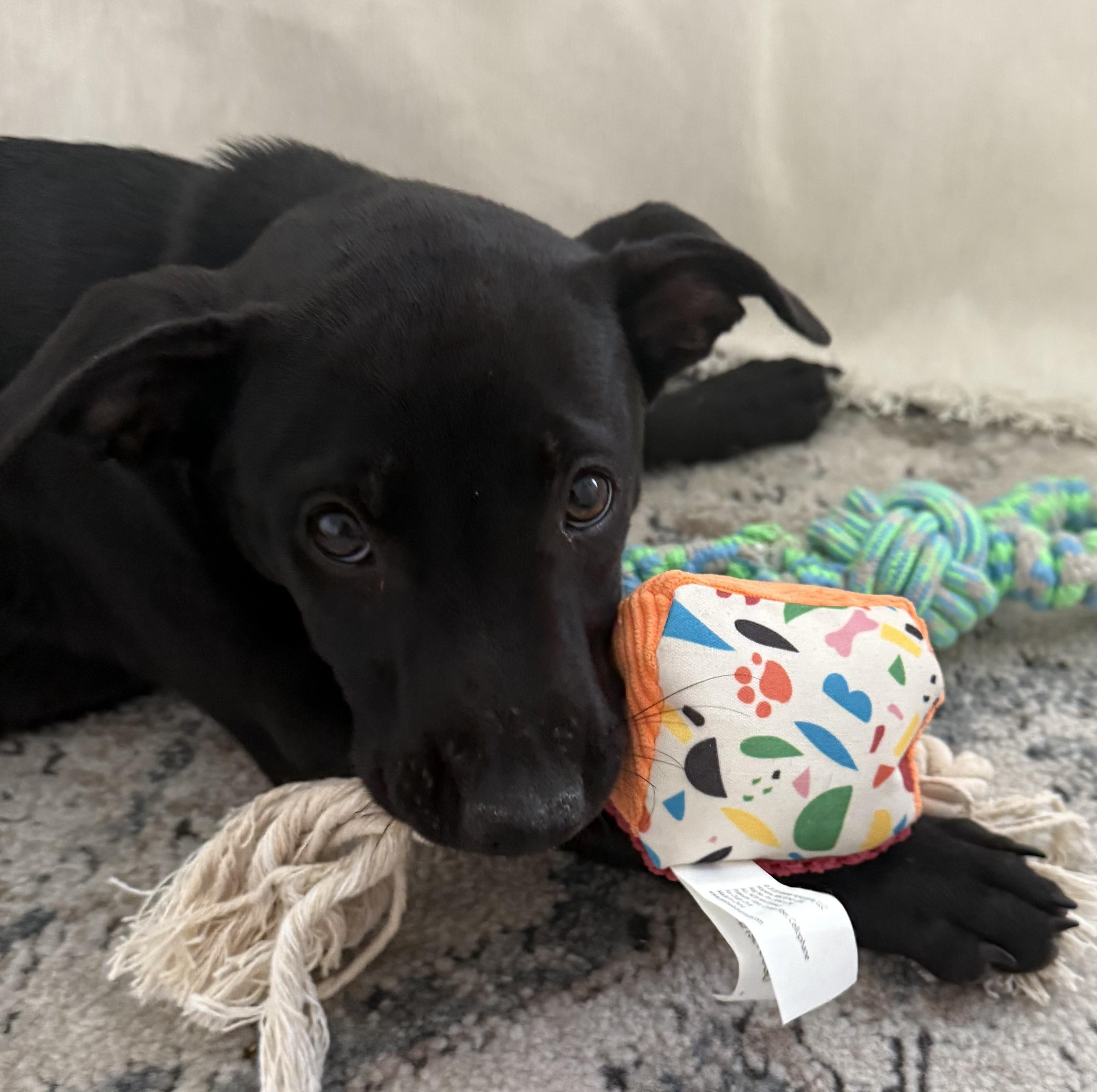 Nyx, an adoptable mixed breed in Albany, NY image 1/6