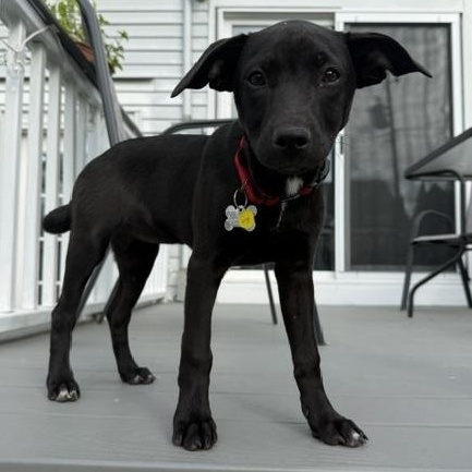 Nyx, an adoptable mixed breed in Albany, NY image 5/6