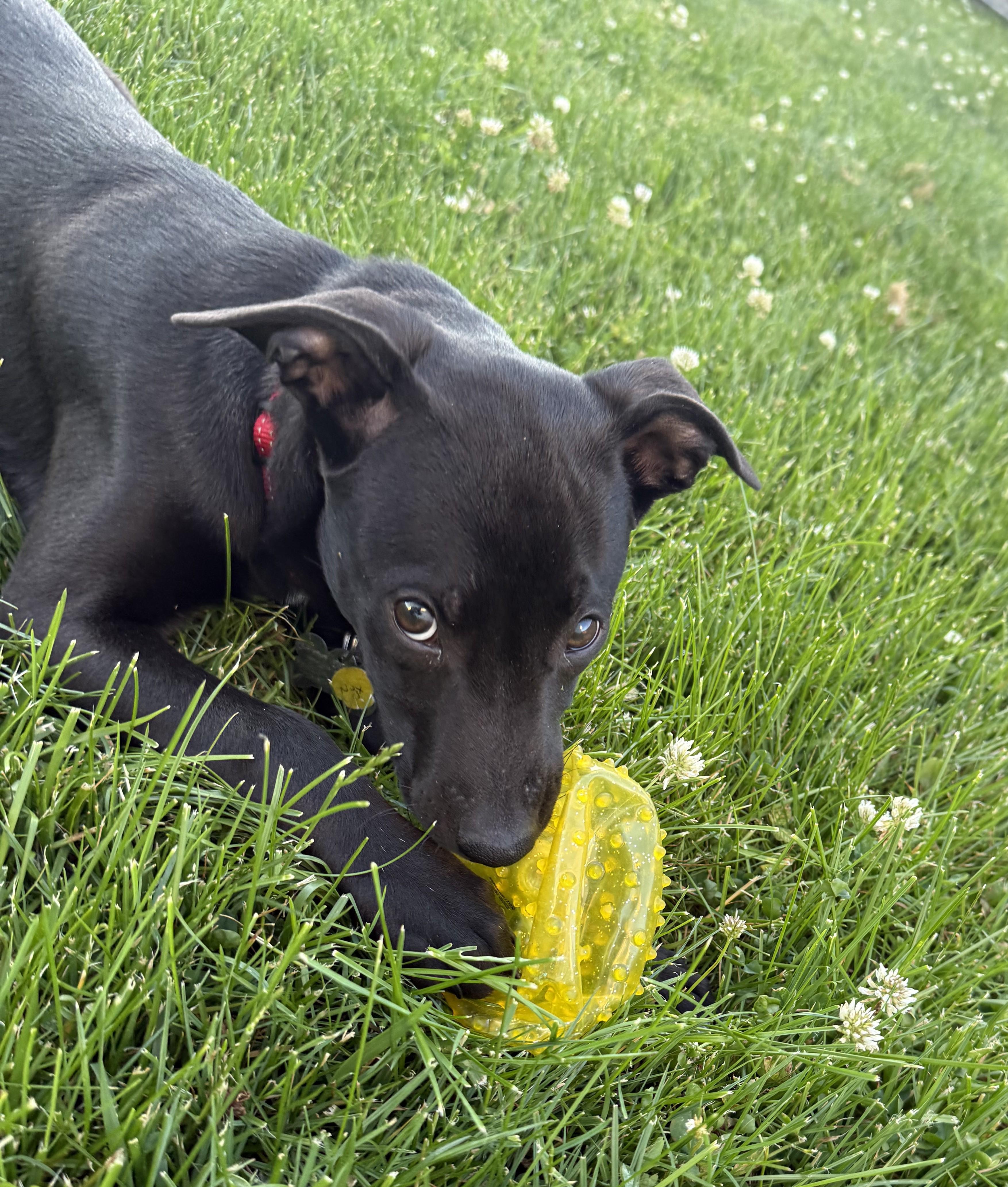 Nyx, an adoptable mixed breed in Albany, NY image 2/6