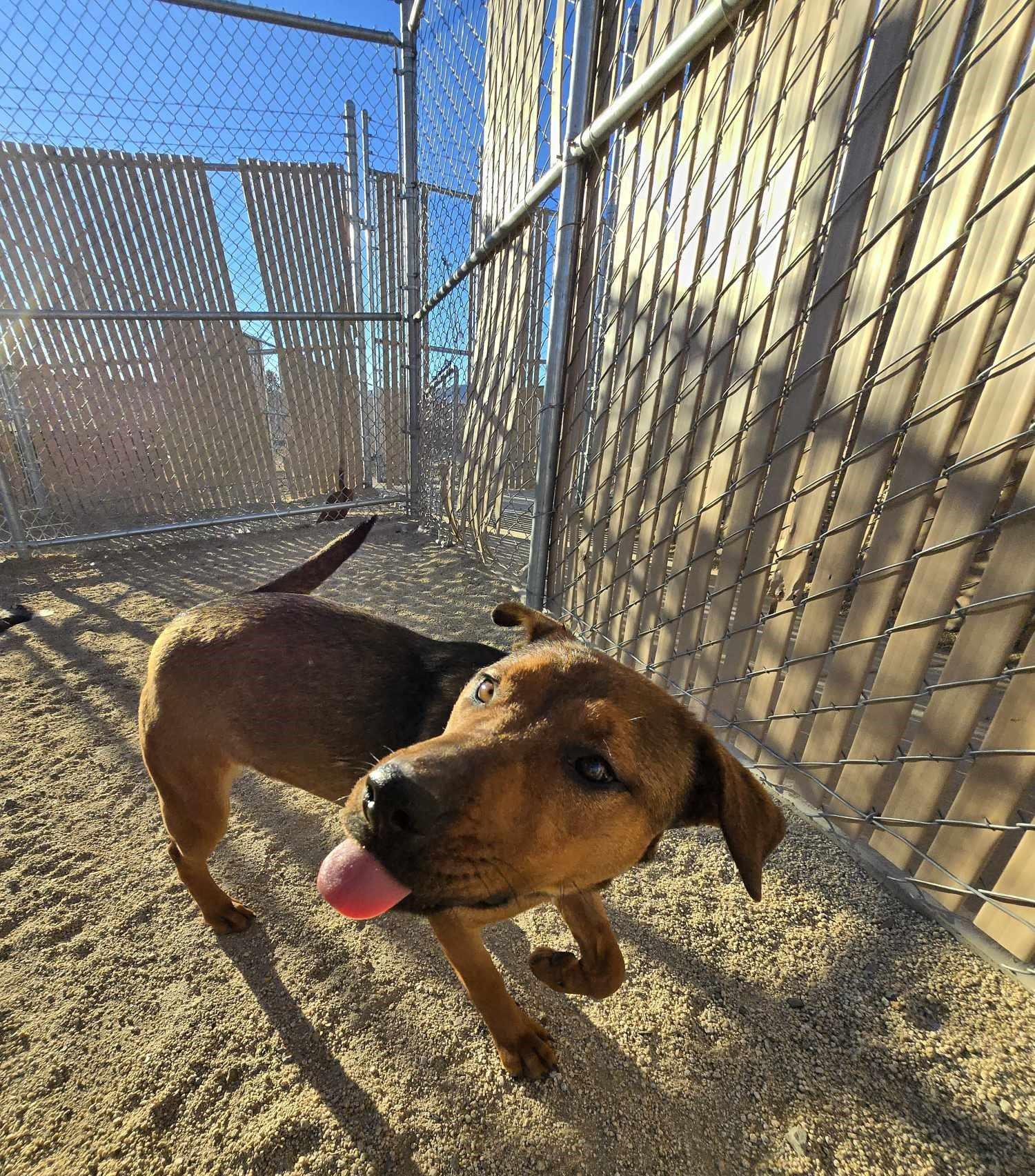 Bear, an adoptable Shepherd in Silver Springs, NV, 89429 | Photo Image 4