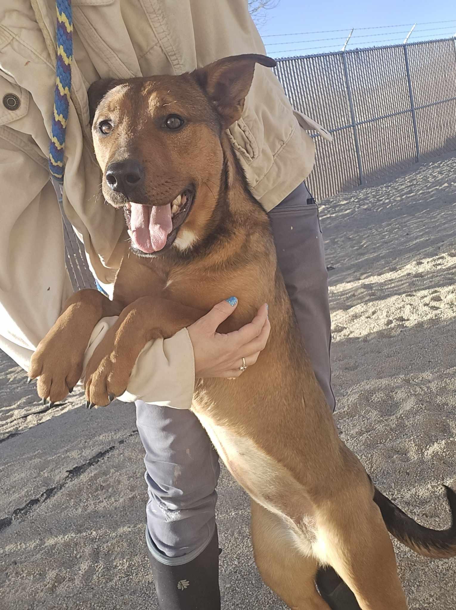 Bear, an adoptable Shepherd in Silver Springs, NV, 89429 | Photo Image 1