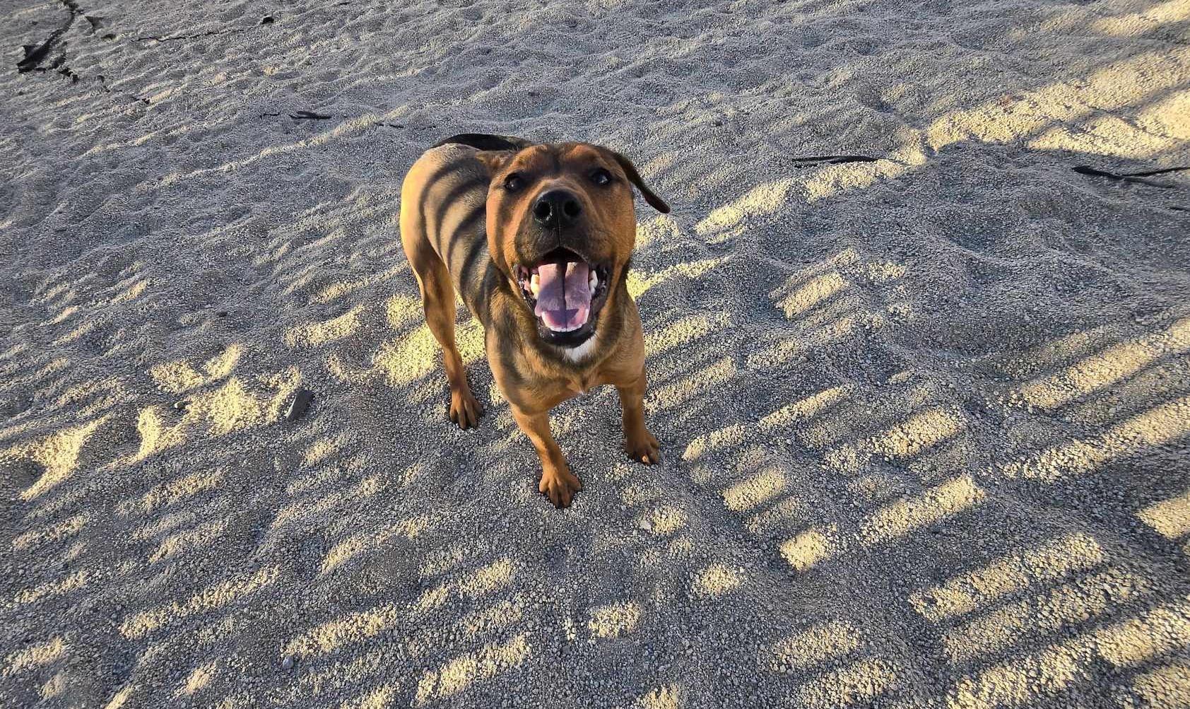 Bear, an adoptable Shepherd in Silver Springs, NV, 89429 | Photo Image 5