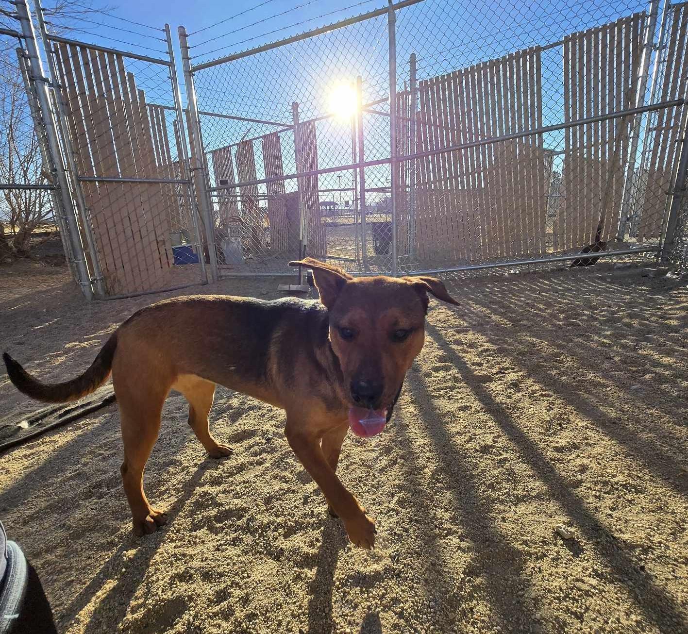 Bear, an adoptable Shepherd in Silver Springs, NV, 89429 | Photo Image 3