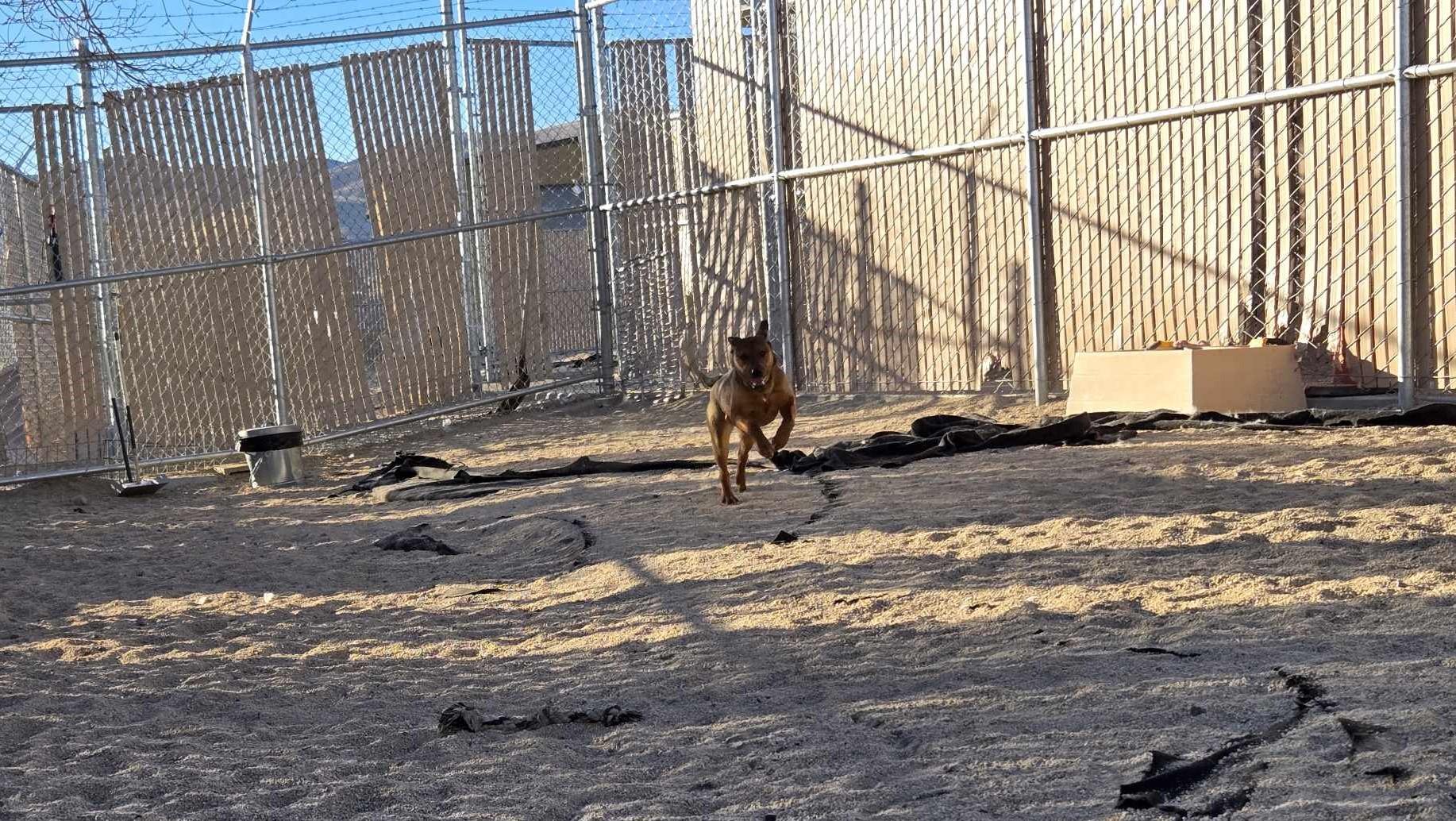 Bear, an adoptable Shepherd in Silver Springs, NV, 89429 | Photo Image 2
